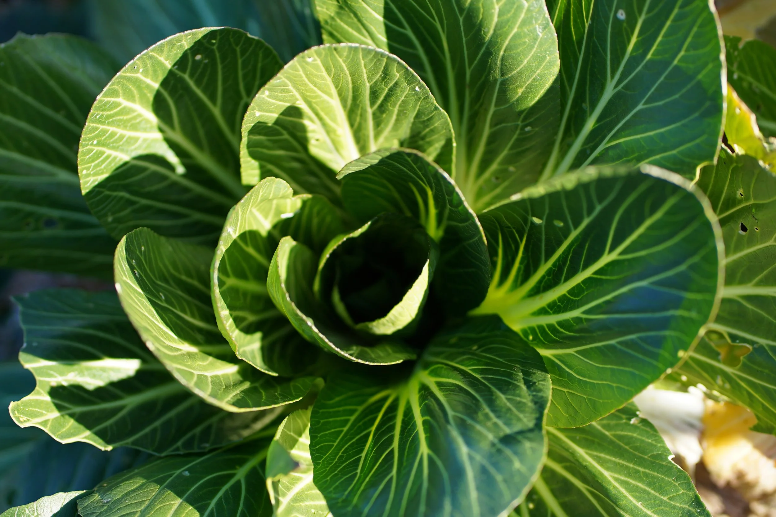 Cool Weather Crops and Supporting Pollinators