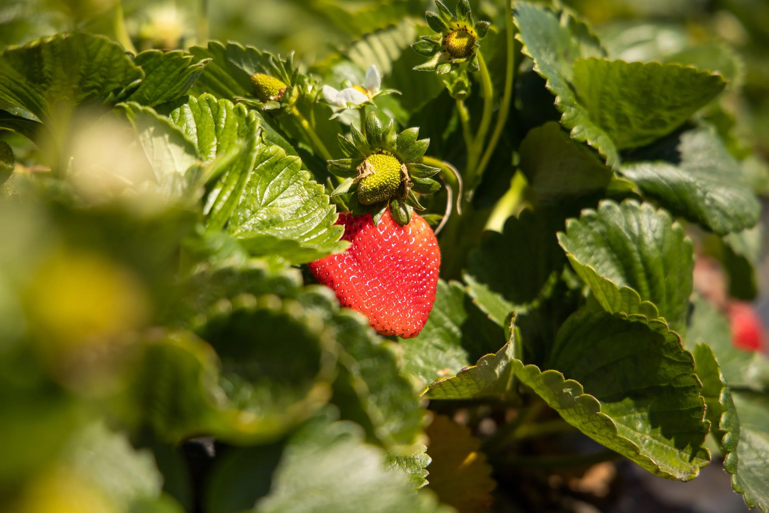 Have a Sustainable Summer!