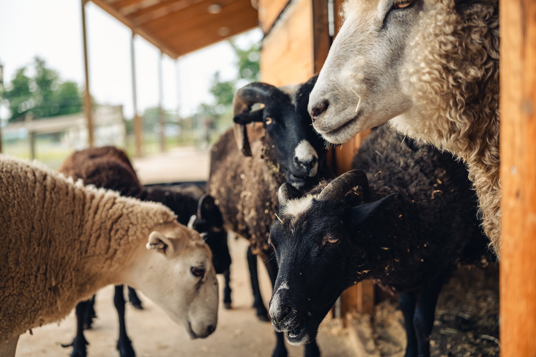 Another sanctuary closing its doors…