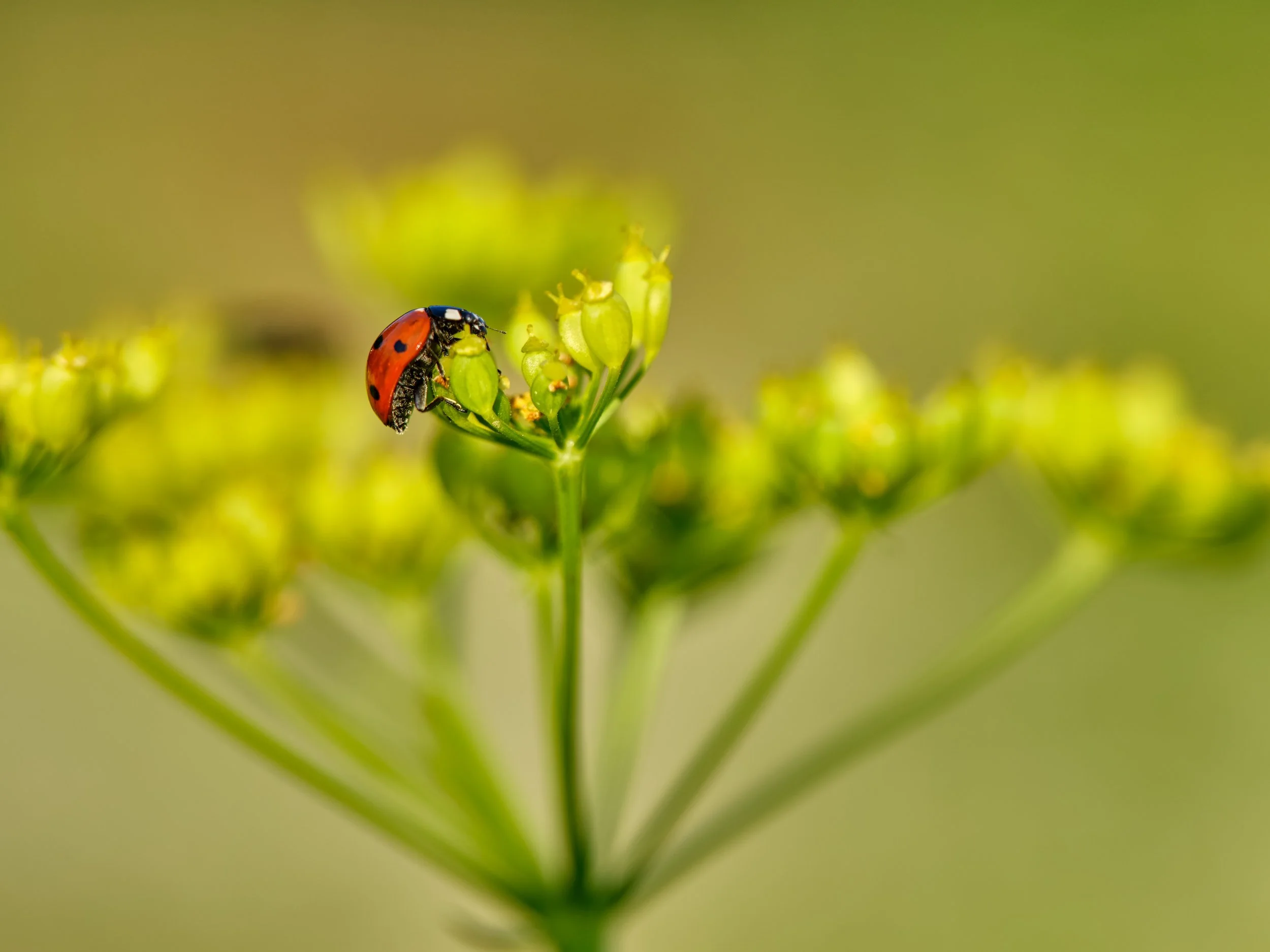 Regenerative To-Dos for a Healthy, Resilient Summer Garden