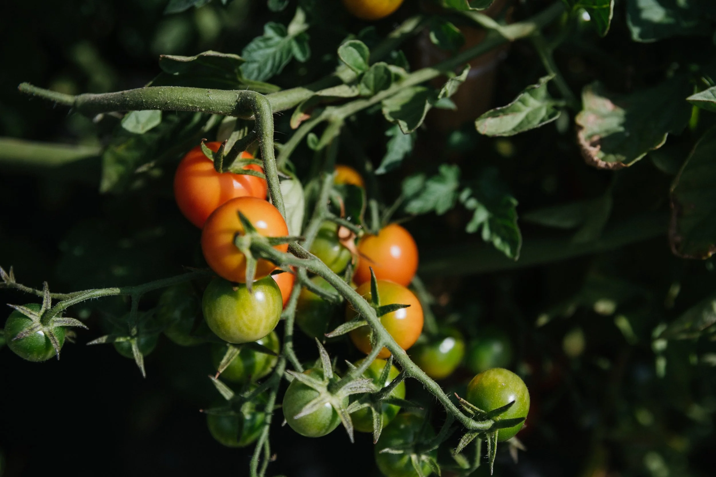 Tomatoes, Garlic, and Peak Summer Bounty