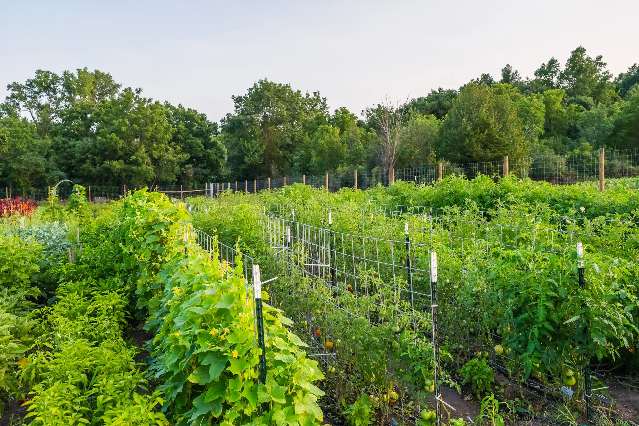From Garden to Table: A Low-Waste August