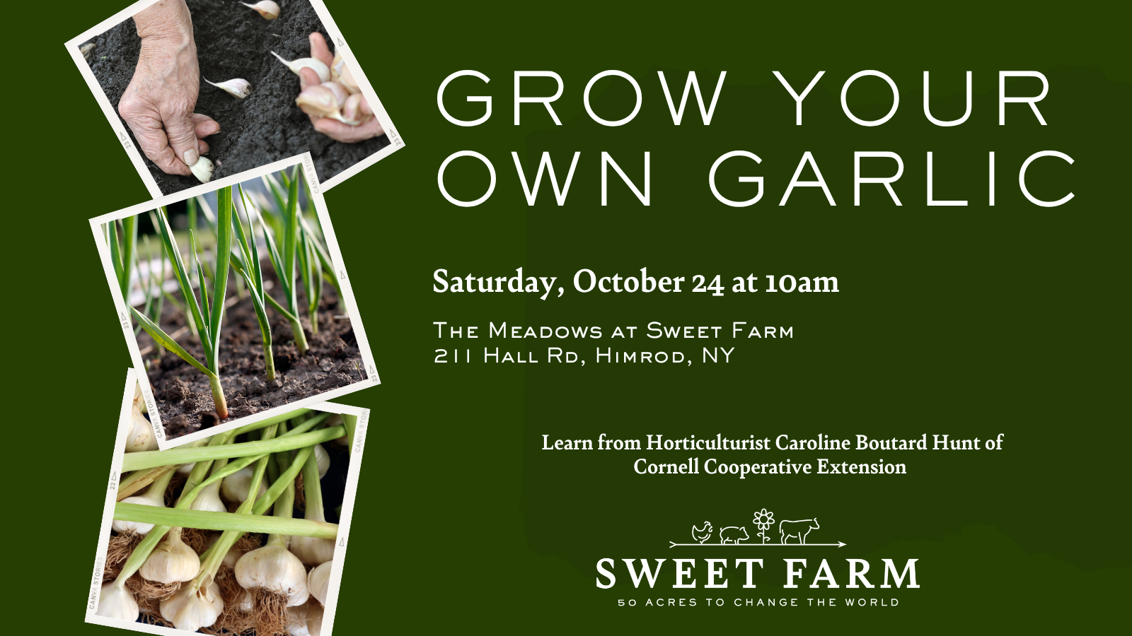 Grow Your Own Garlic