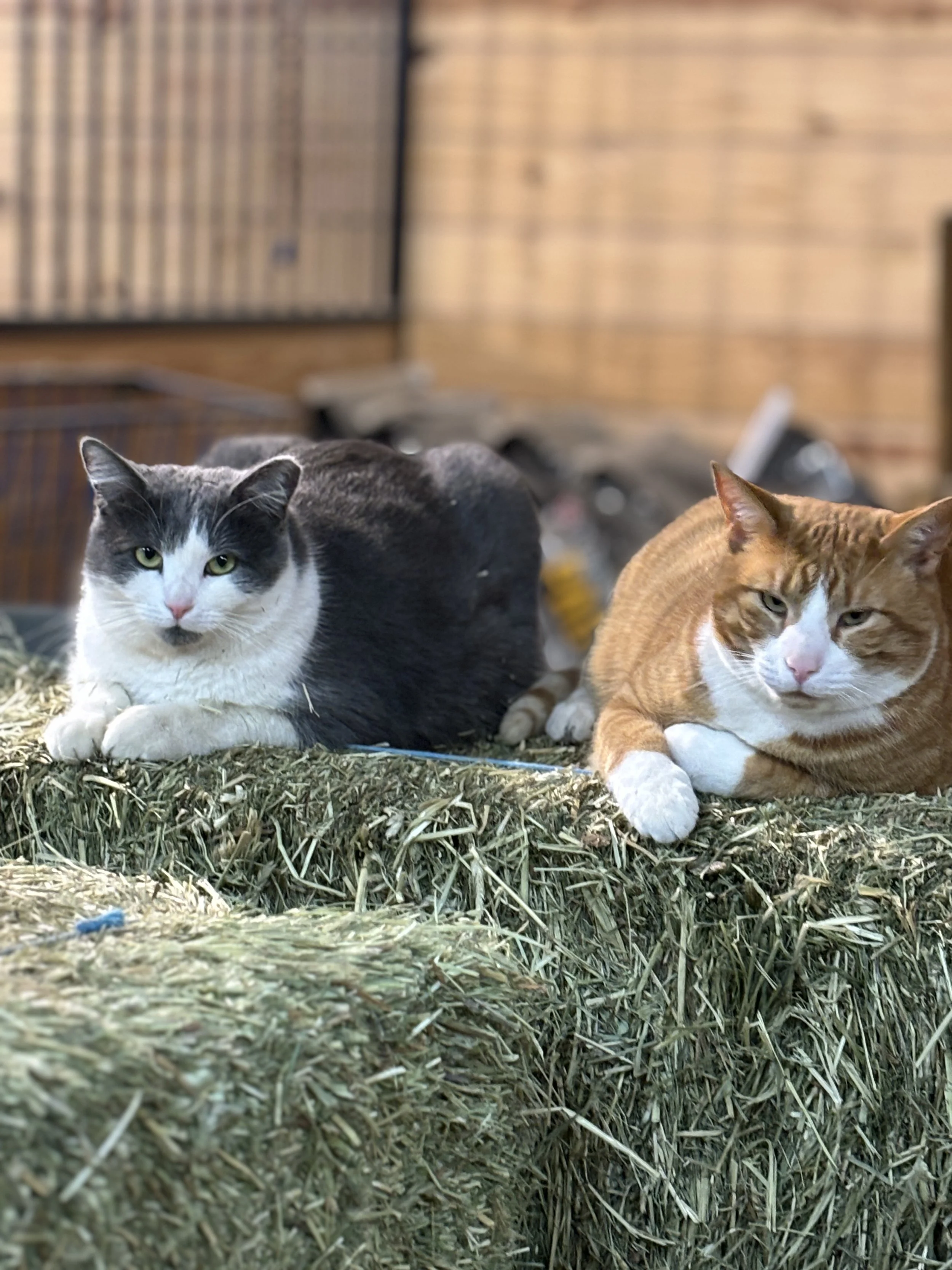WE NEED HAY