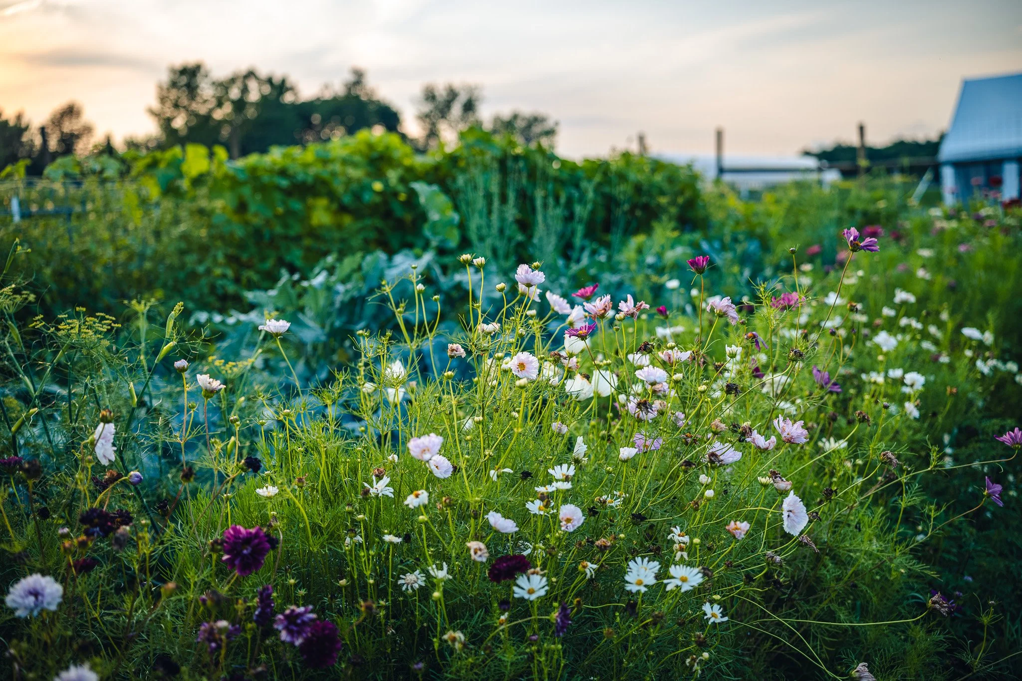 Our gardens fed more than the animals this year