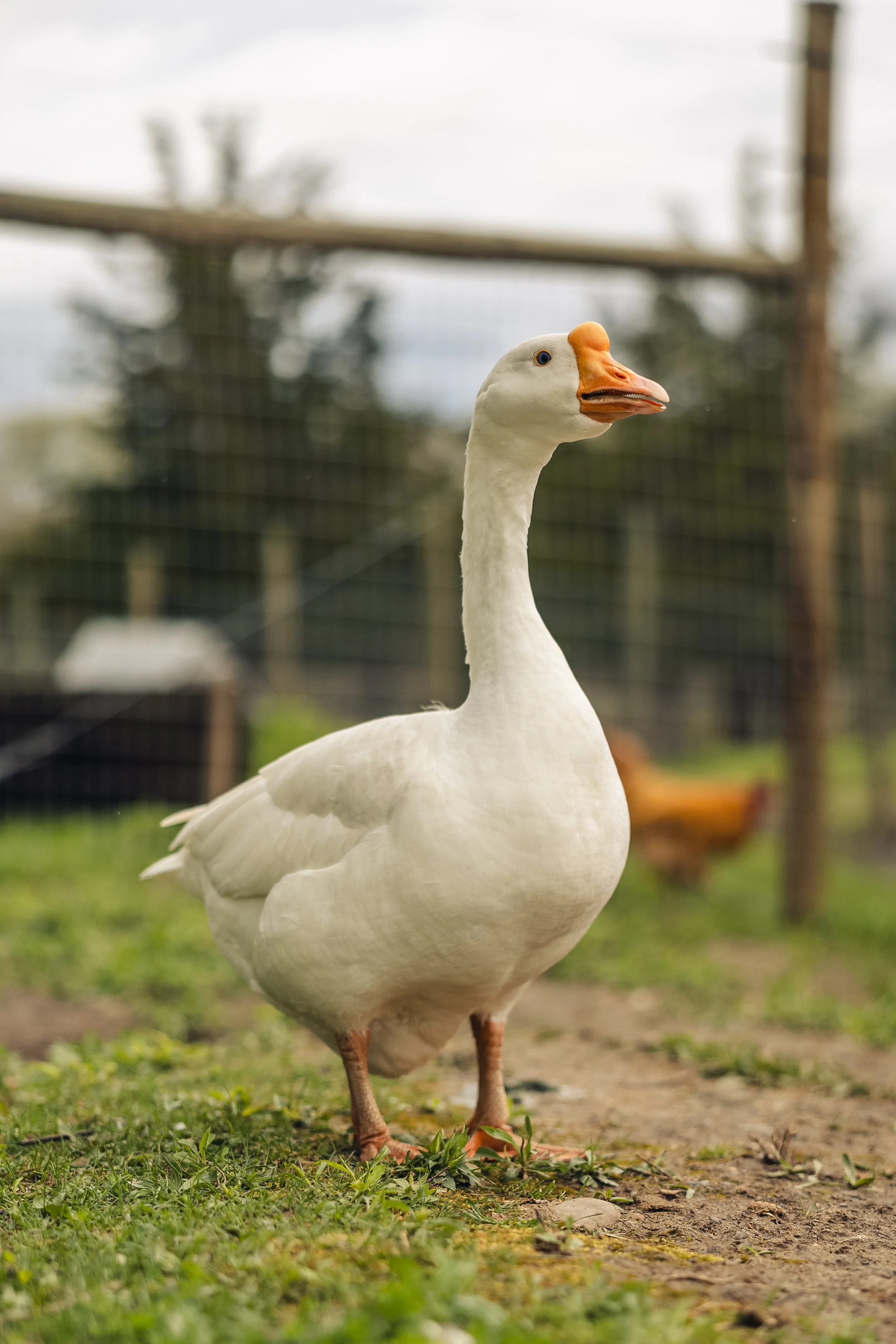 Giving Page | Support Rescued Animals — Sweet Farm