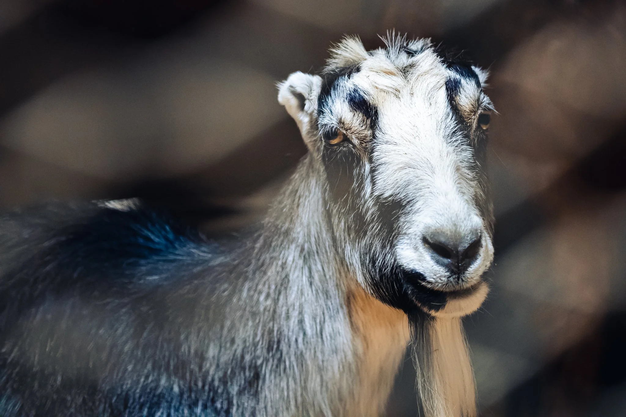 Close-up of a goat with a black and white coat, looking at the camera with a blurred background.
