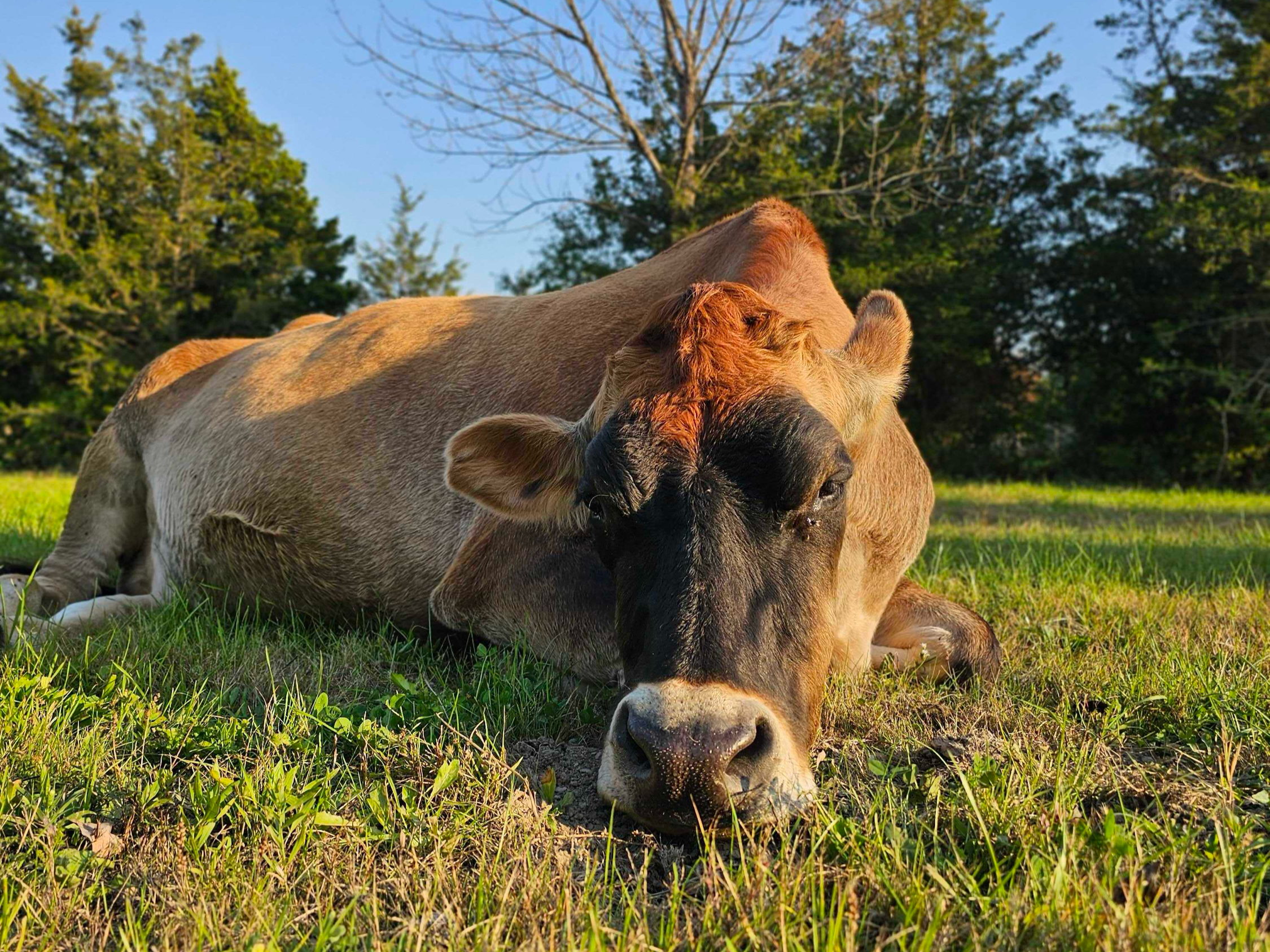 A brown cow lying on green grass in a field with trees in the background, illuminated by sunlight.