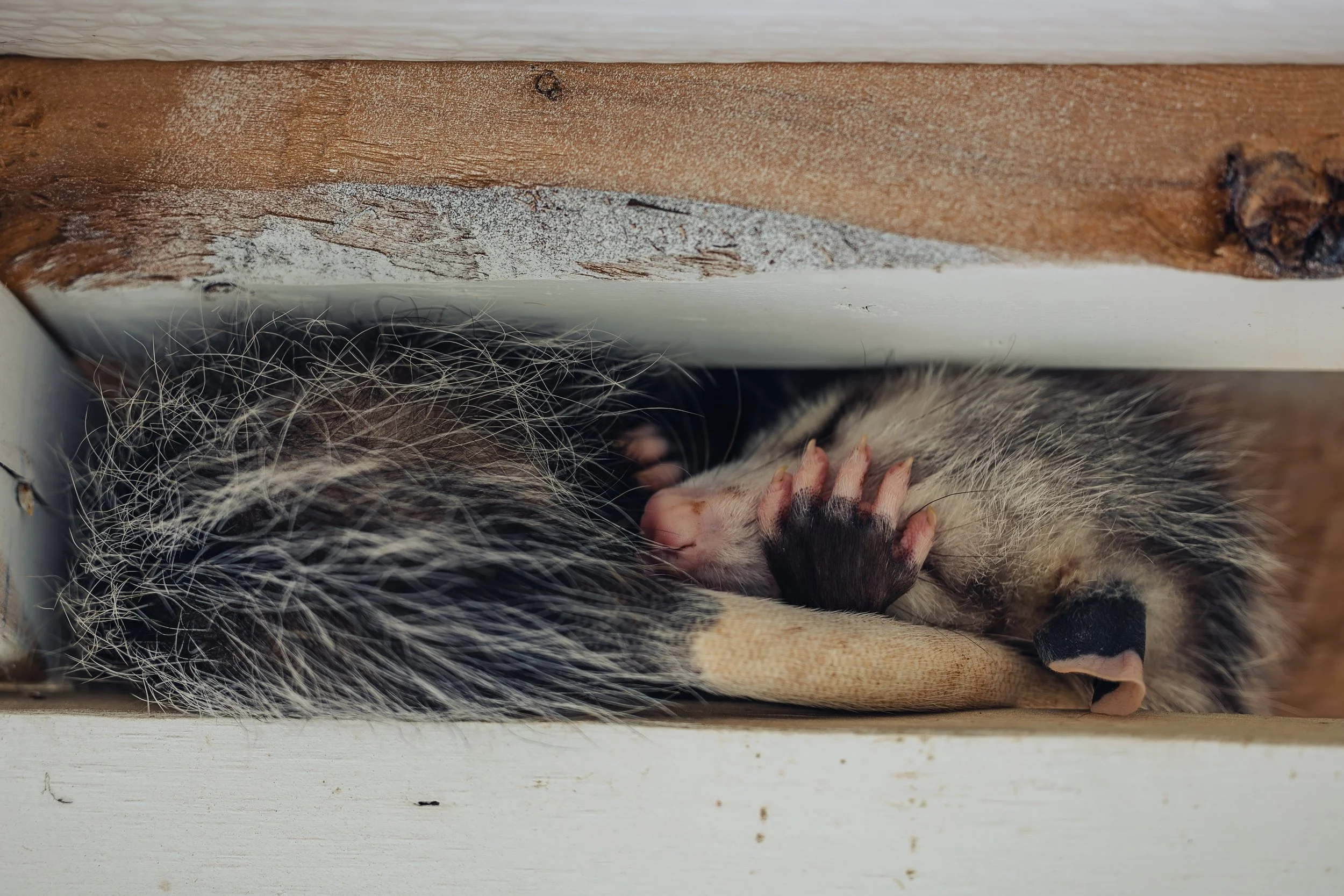 Animal Rescue & Rehabilitation — Sweet Farm