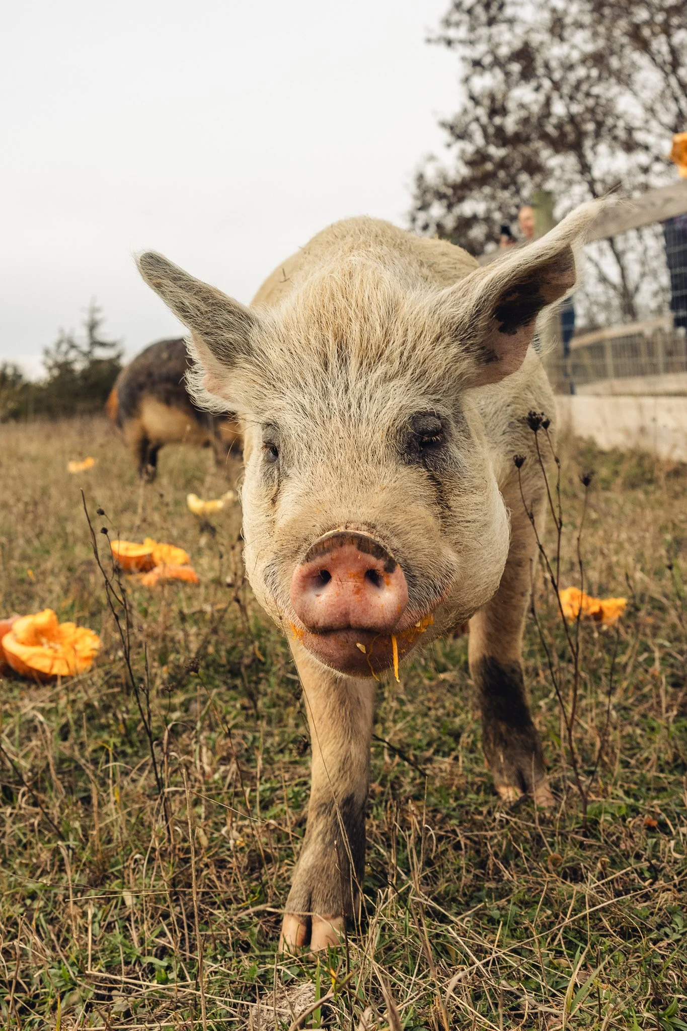 Close-up of a pig relaxing in the grass with greenery and a partly cloudy sky in the background.