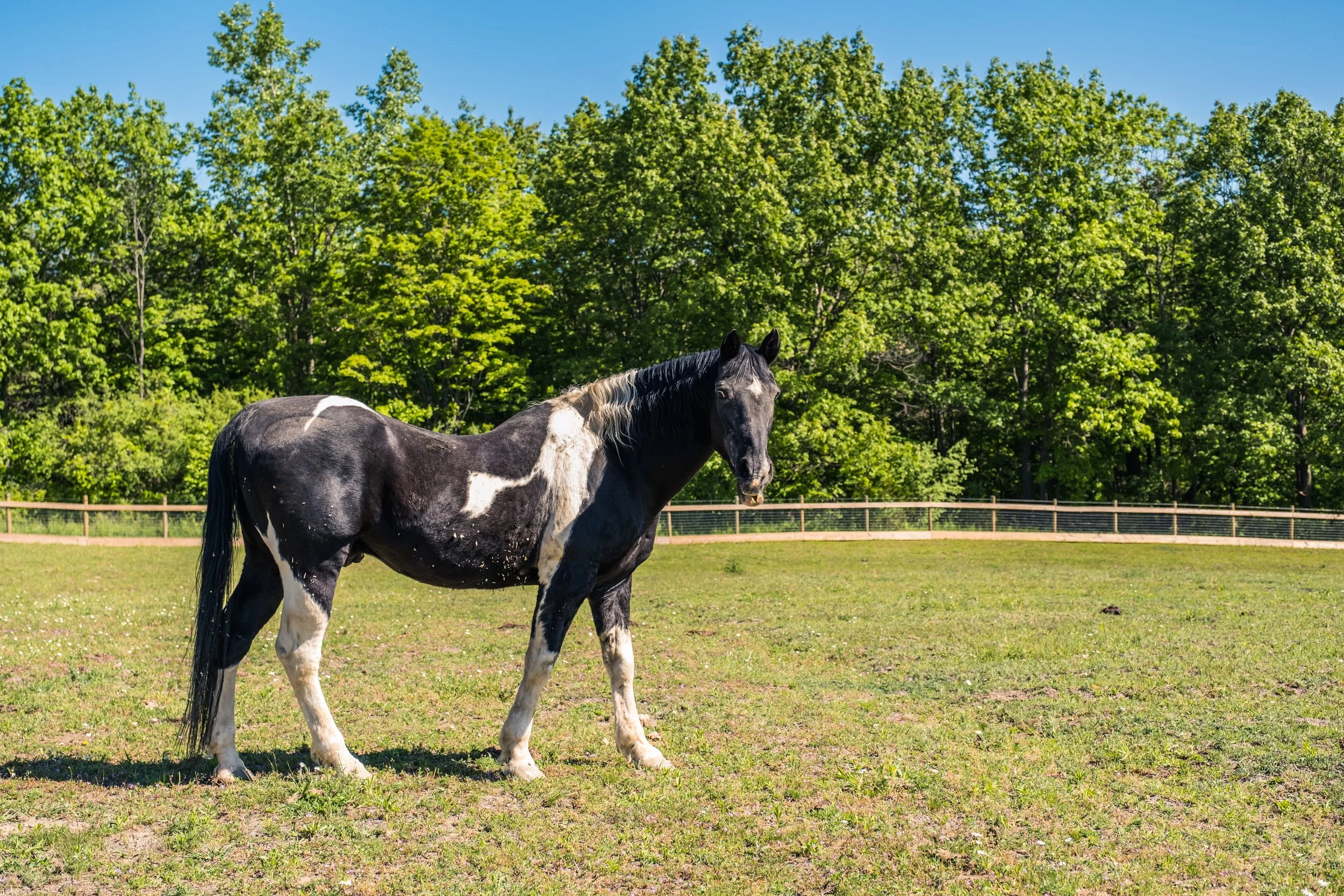 A black and white horse standing in a grassy field with a backdrop of green trees and a wooden fence.