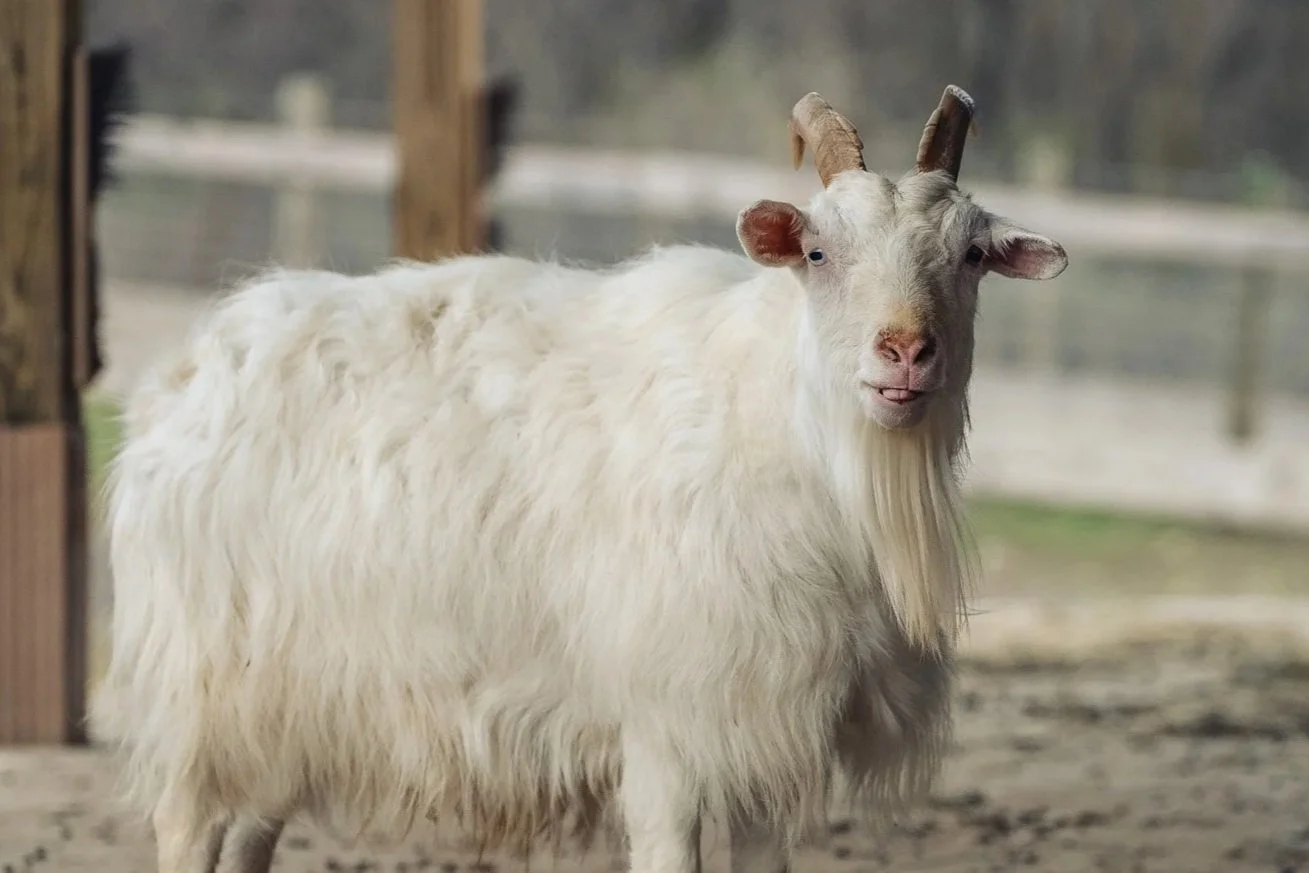 A white goat with long hair and small horns standing outdoors near wooden fencing.