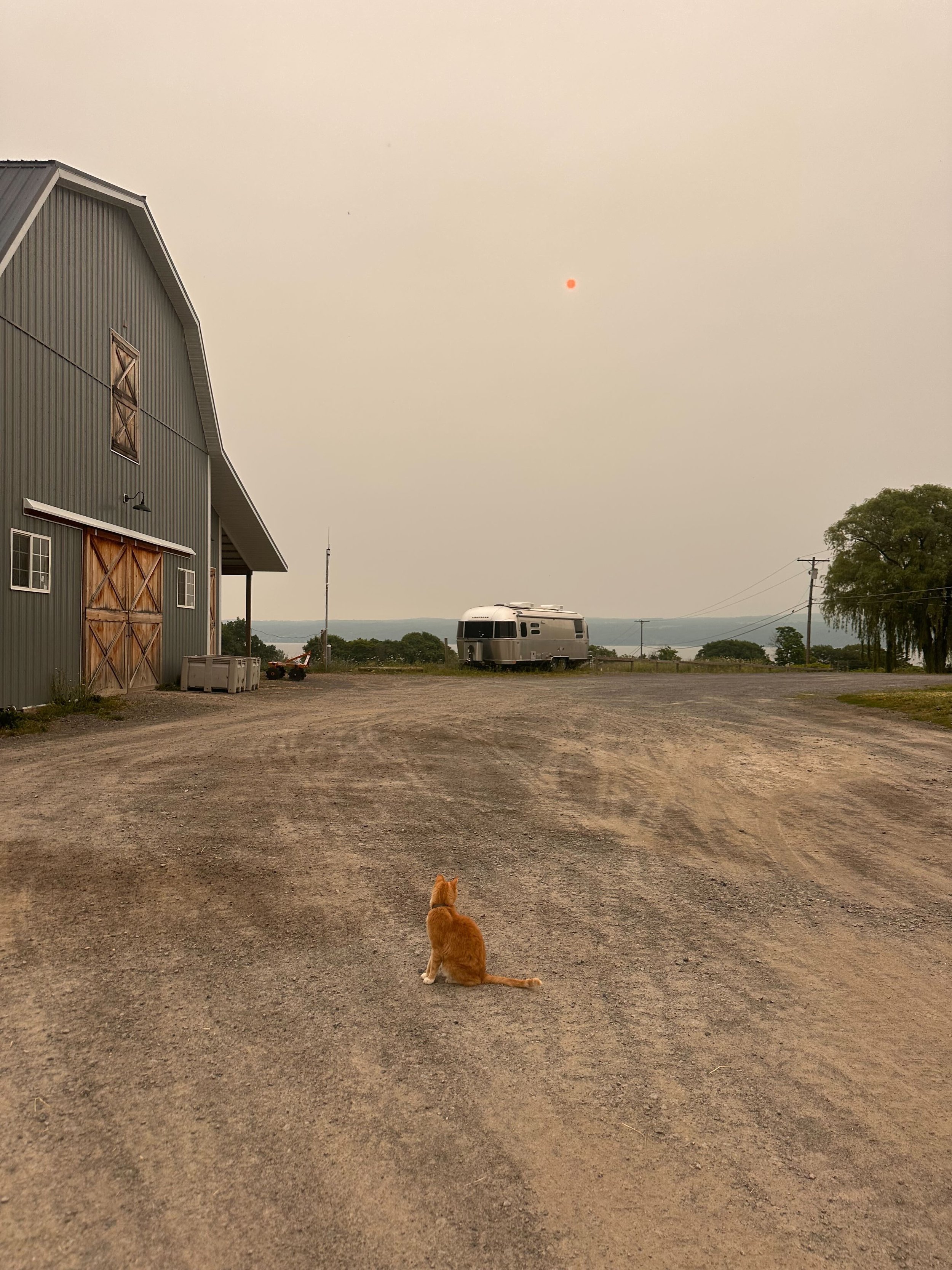 A scene of a smoky sky with an orange sun, with a barn to the left and an orange cat in the foreground.