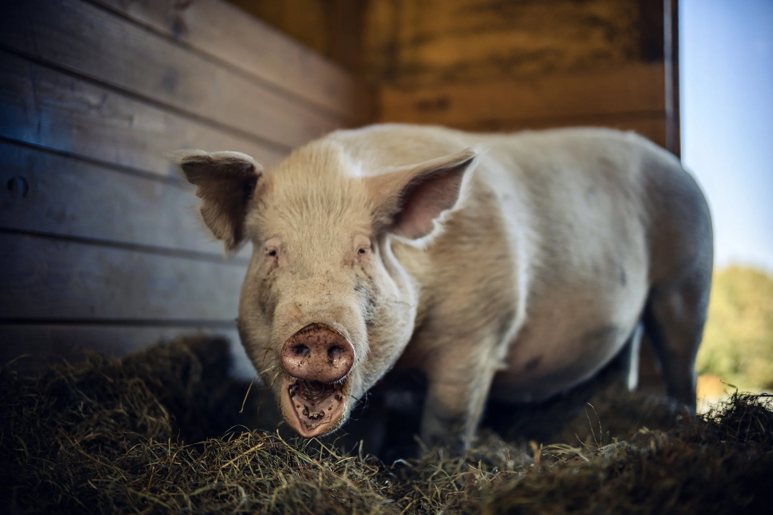 A large Yorkshire pig with an open mouth looking surprised