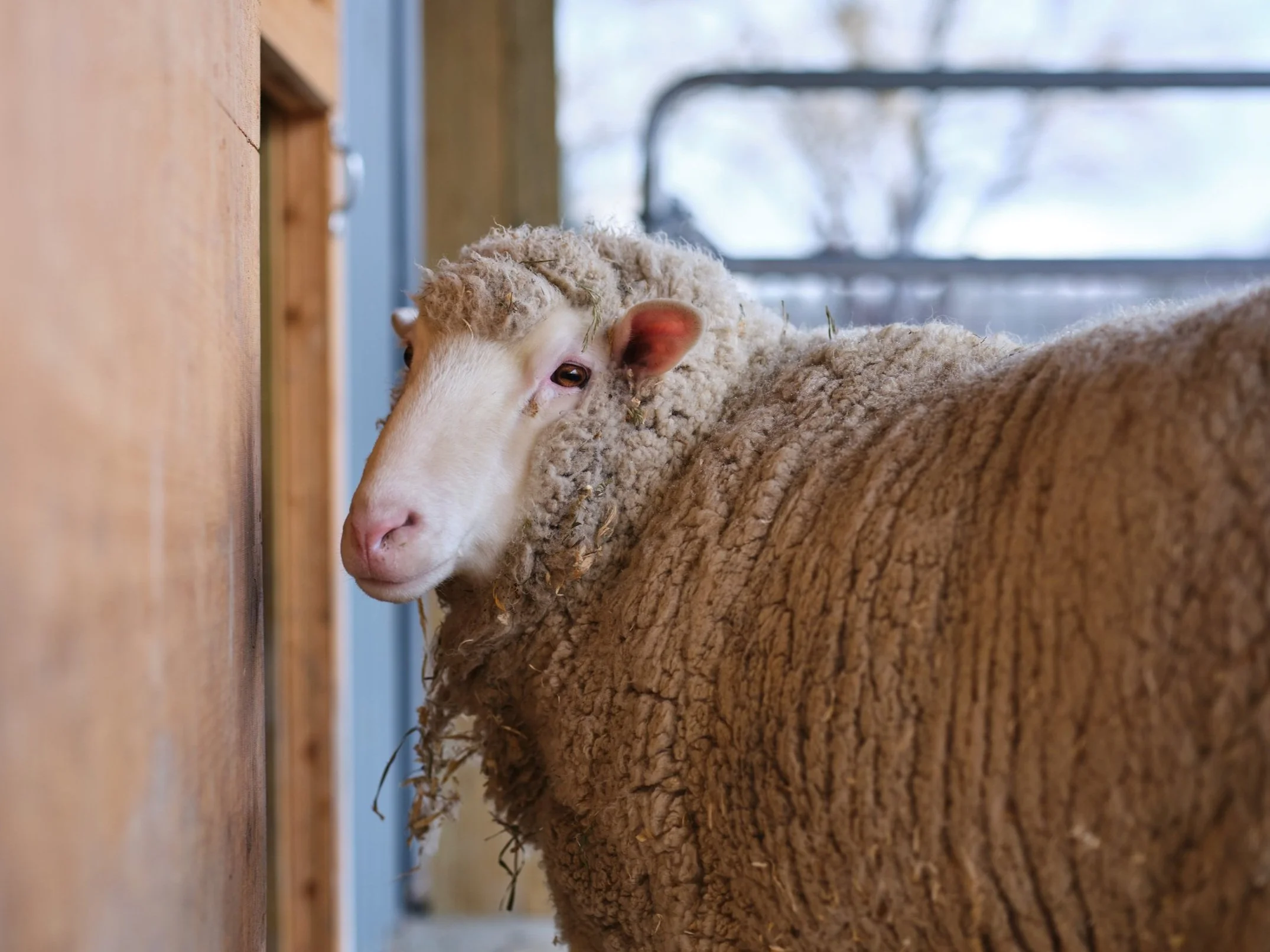A sheep with a white face and curly wool on its head standing inside a barn, with a wooden wall on one side and a window showing the outdoors in the background.