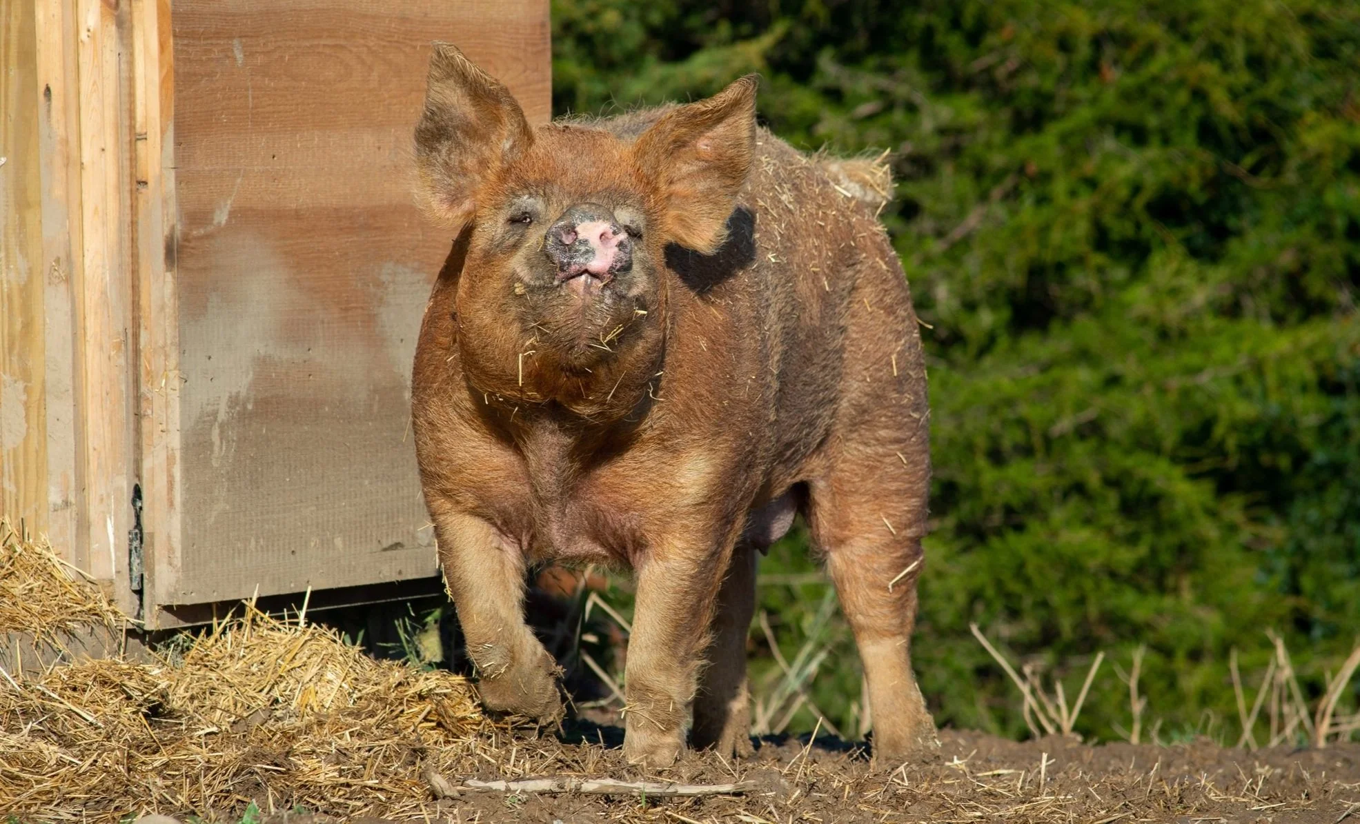 A happy pig standing outside near a wooden shelter with a green, leafy background.
