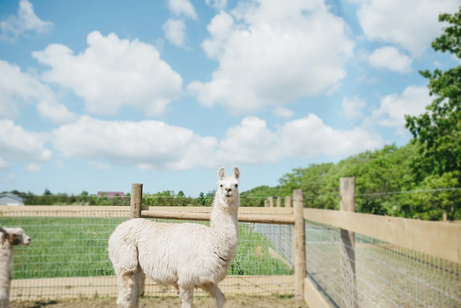 Our Story — Sweet Farm