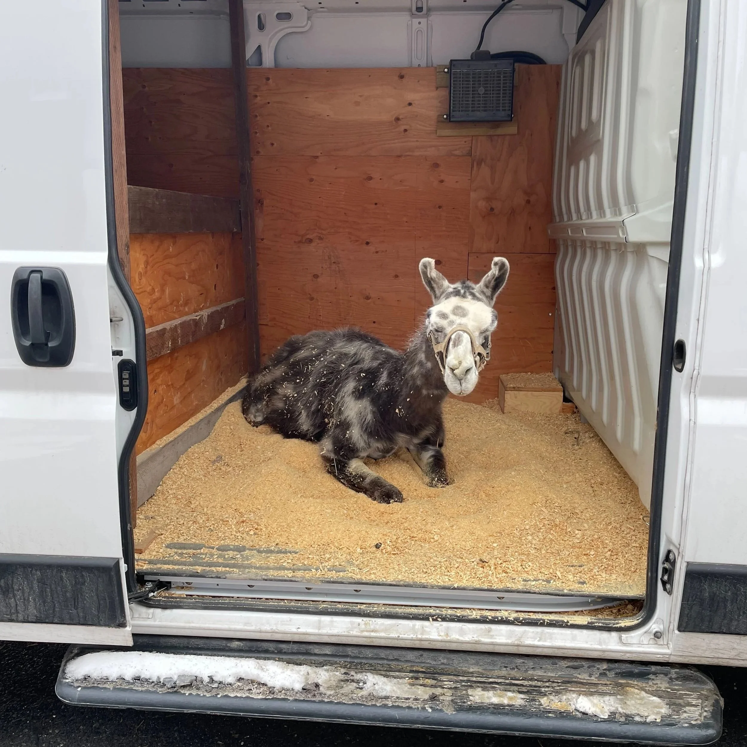 A black and white llama with large ears, lying on a bed of straw inside a wooden-walled animal transport truck, wearing a halter.