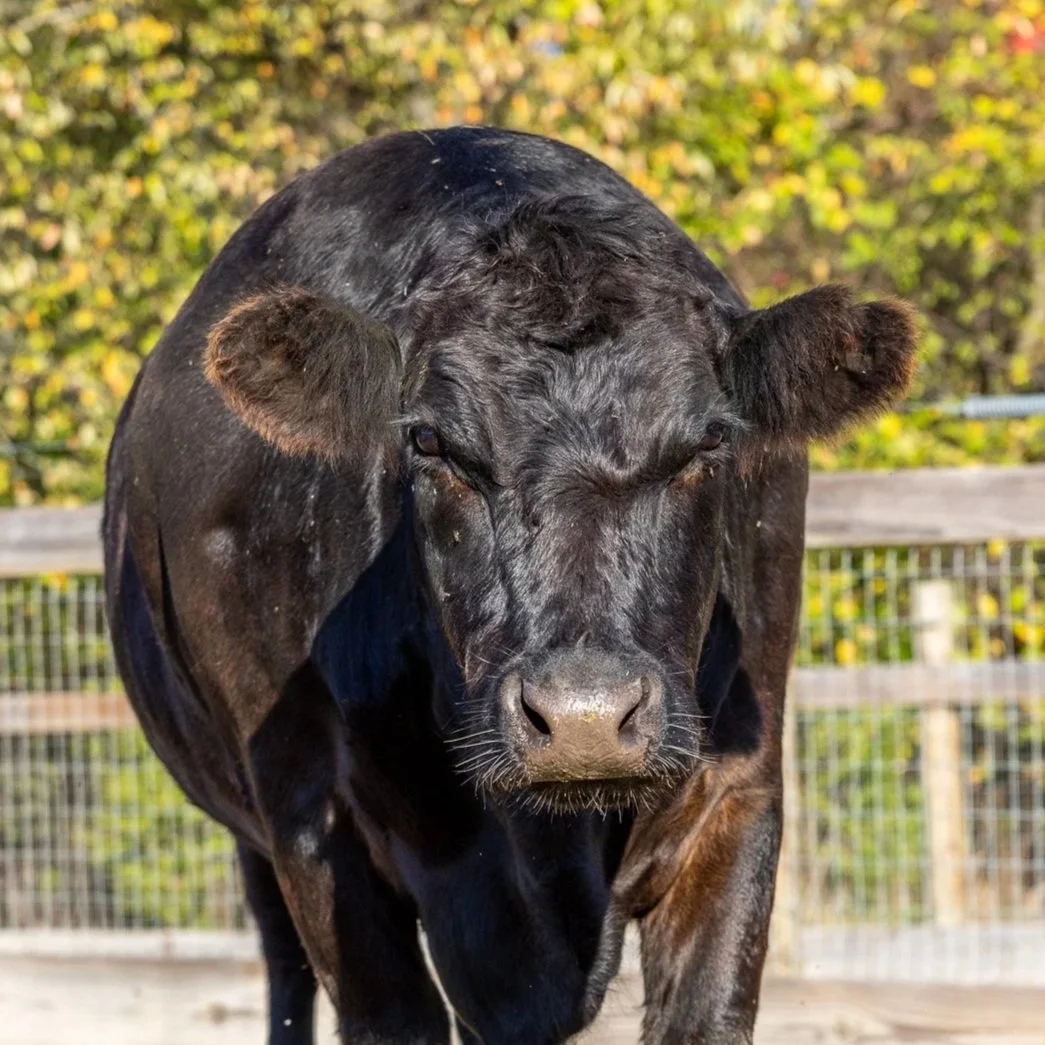 A close-up of a black cow grazing on grass outdoors.