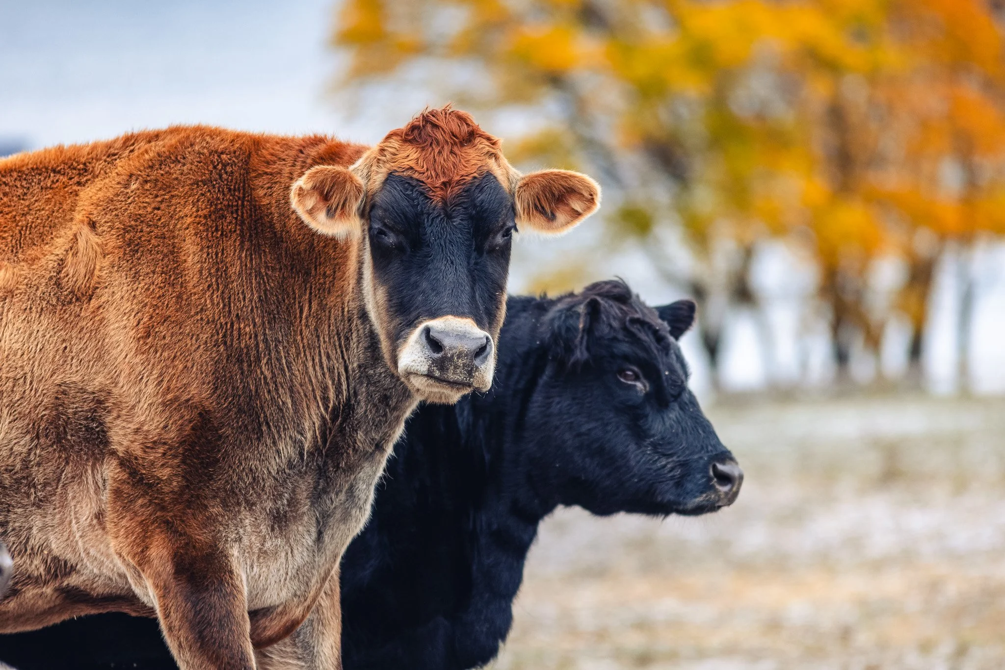 Two cows, one brown and one black, standing outdoors with autumn trees in the background.