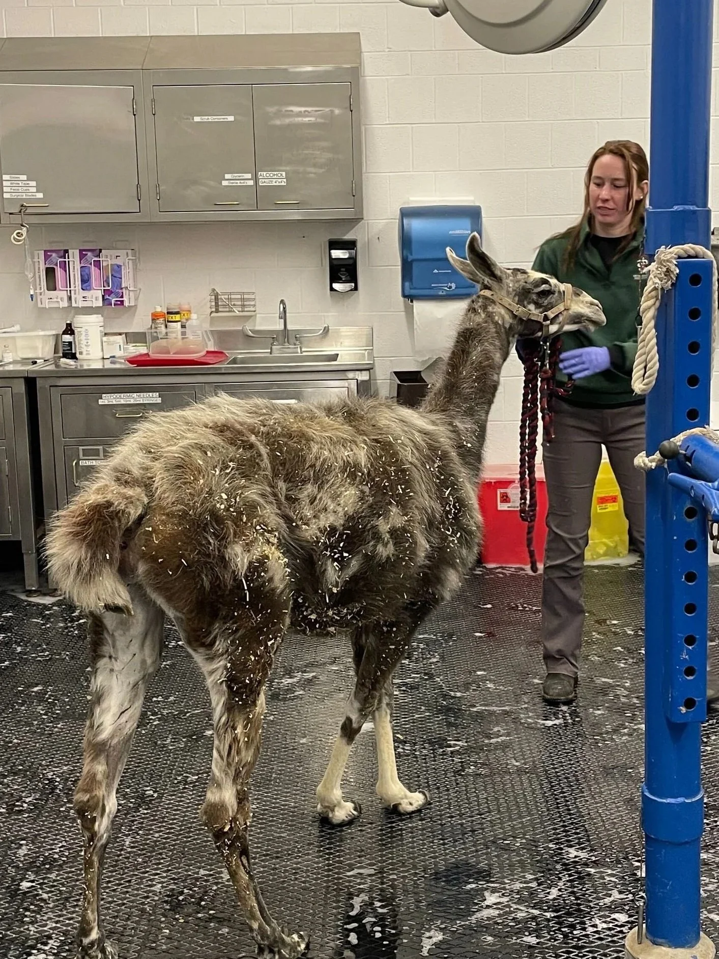 A llama and a veterinary professional stand in a tiled room with medical supplies.