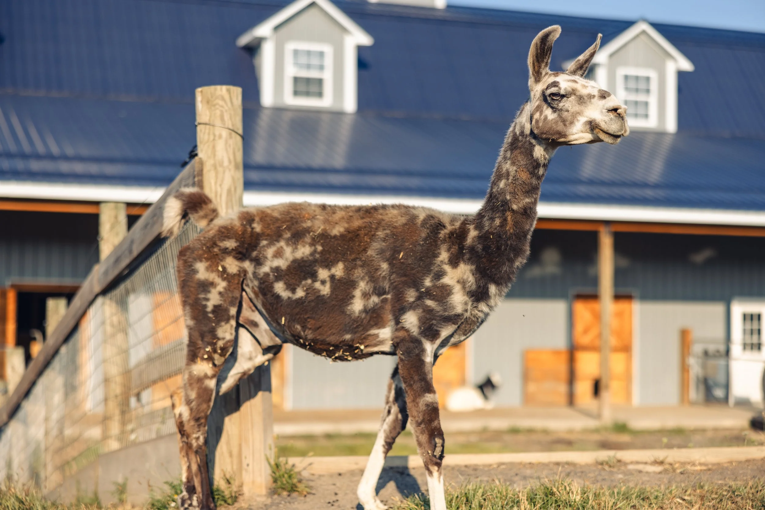 A llama standing outdoors near a wooden fence, with a barn and blue roof in the background, during daytime.