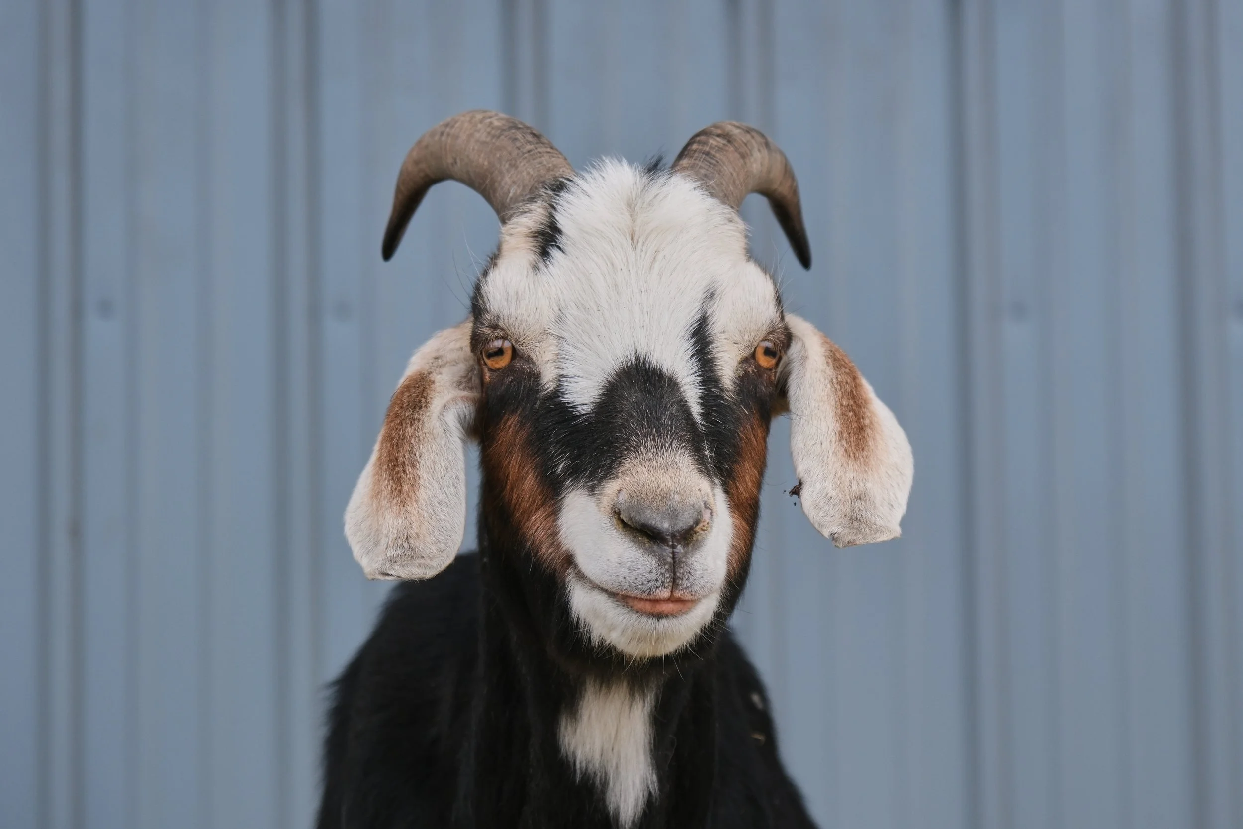 Close-up of a black and white goat with large curved horns and floppy ears outdoors on a sunny day.