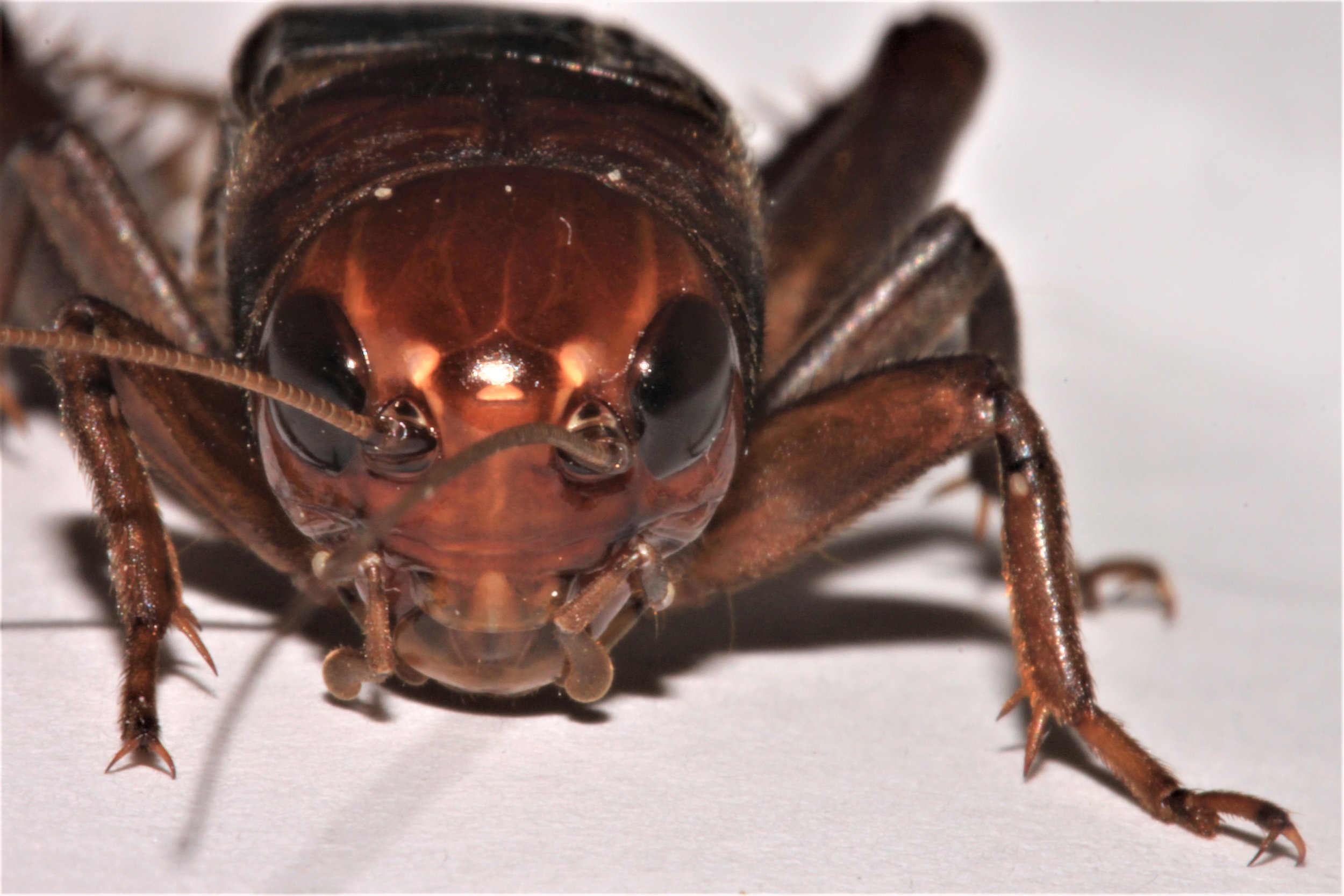 How microevolution influences macroevolution — flexiblephenotype.org