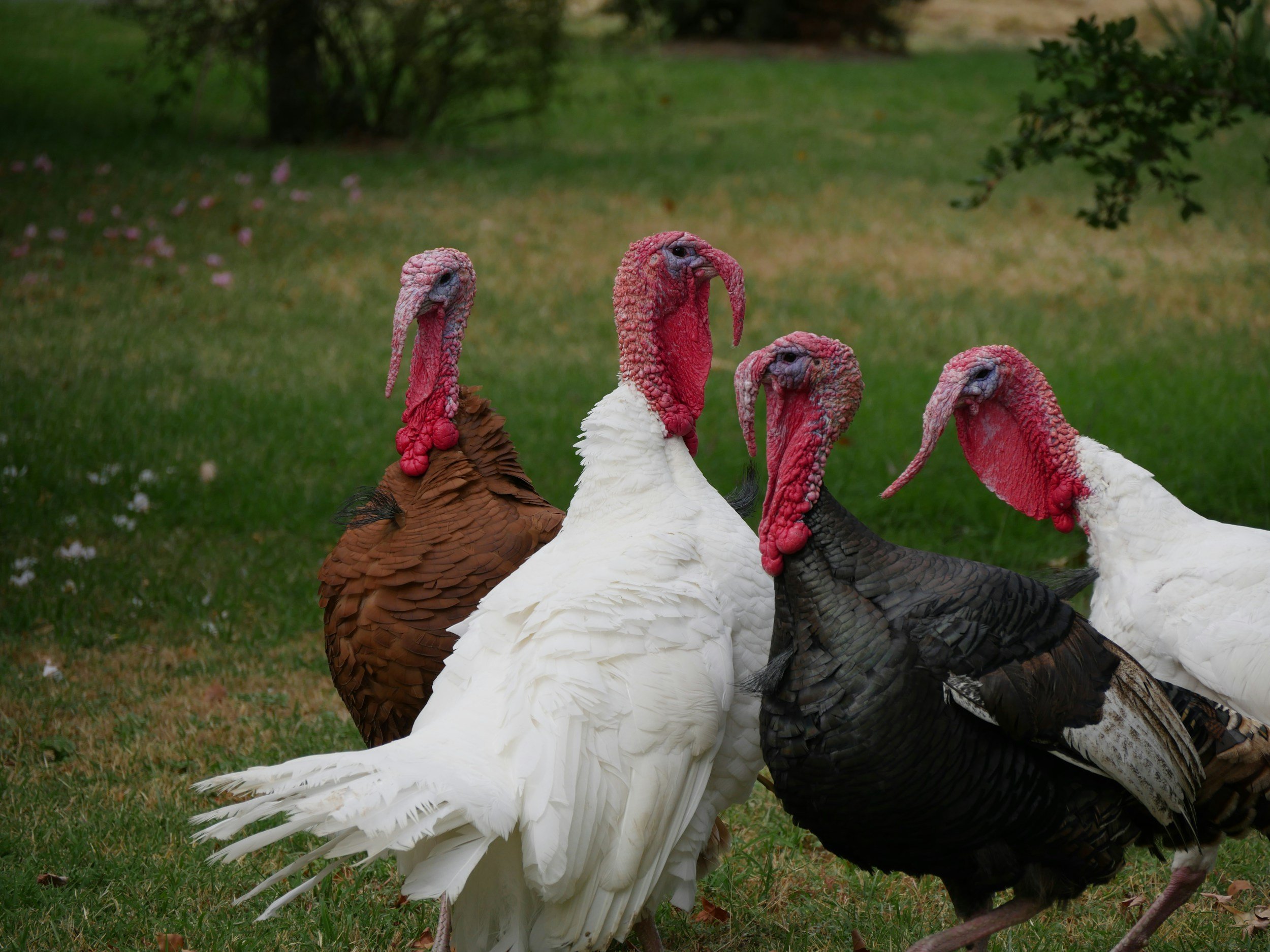 October News from Navigating Transitions!