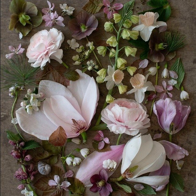 Magnolia Memory:
artist and product feature:

Renowned plantswoman and photographer Becky Crowley collects flower heads and other garden finds, laying them out in seasonal themes to photograph in daylight.
A3 photographic print, link in bio...

#beck