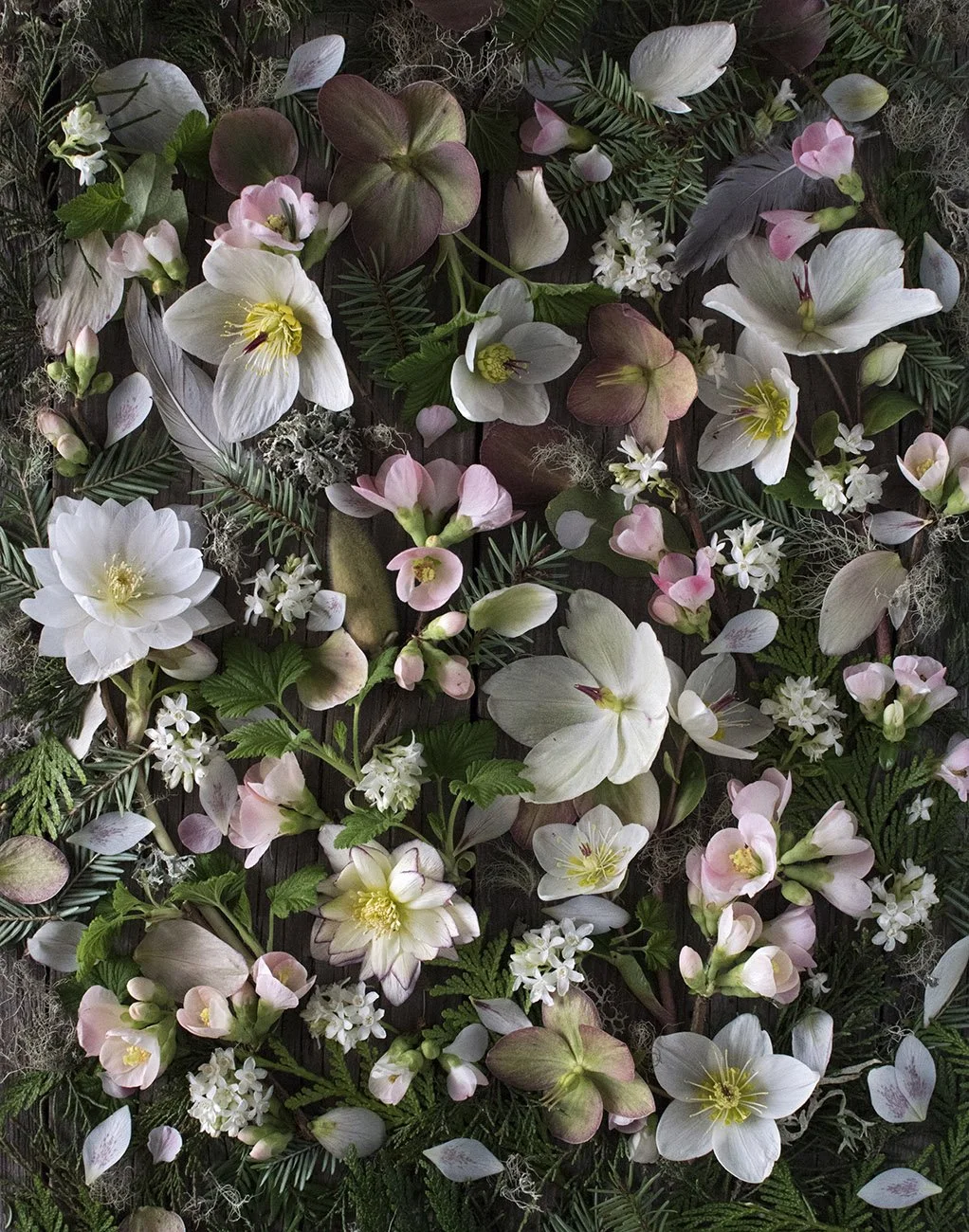 Spring flower heads photographed on a black background