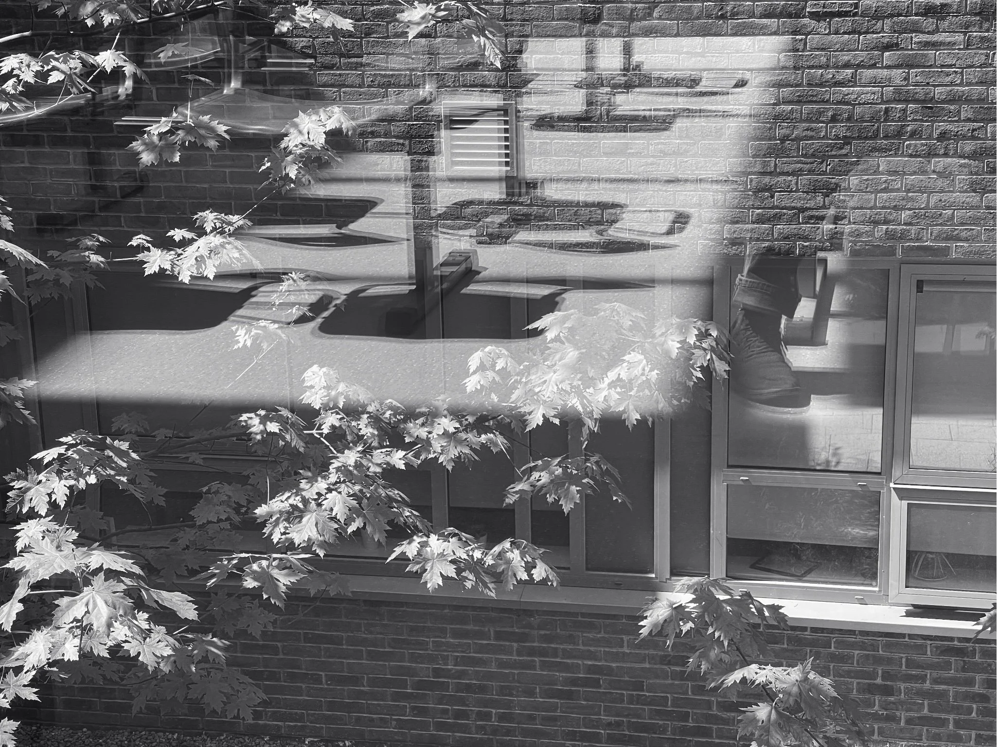 Reflections series 15 Maple