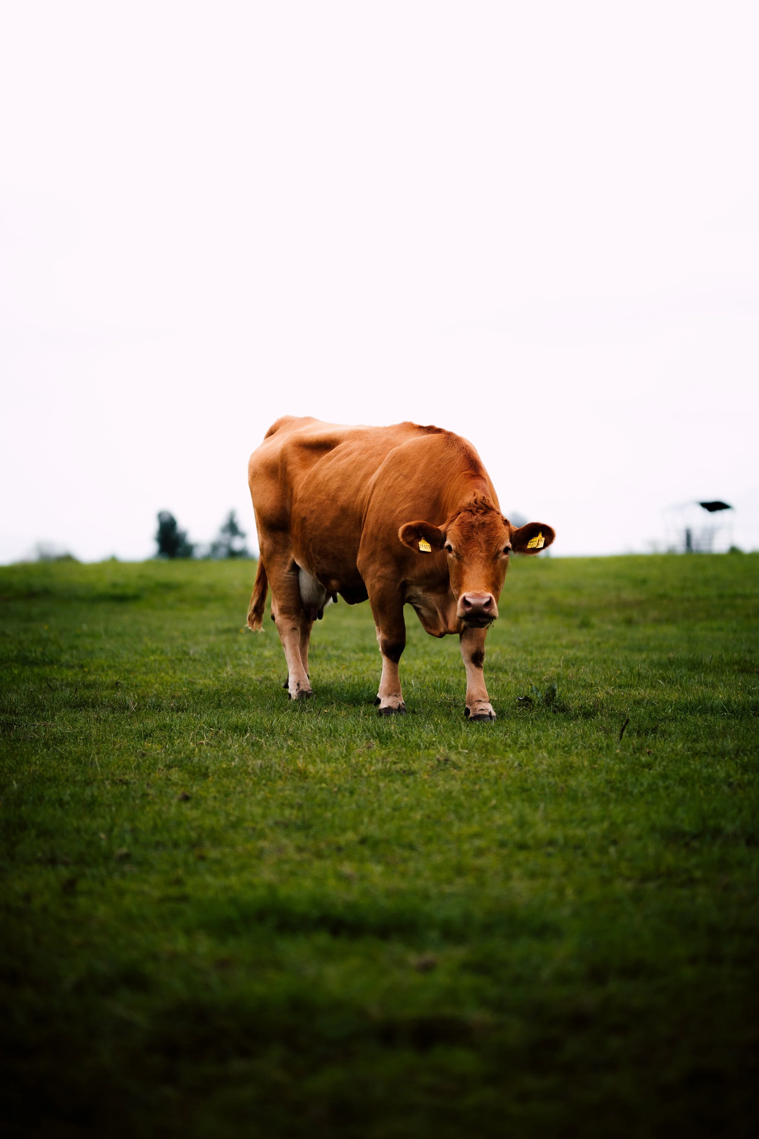 Exkursion: Besuch beim Bio-Bauernhof