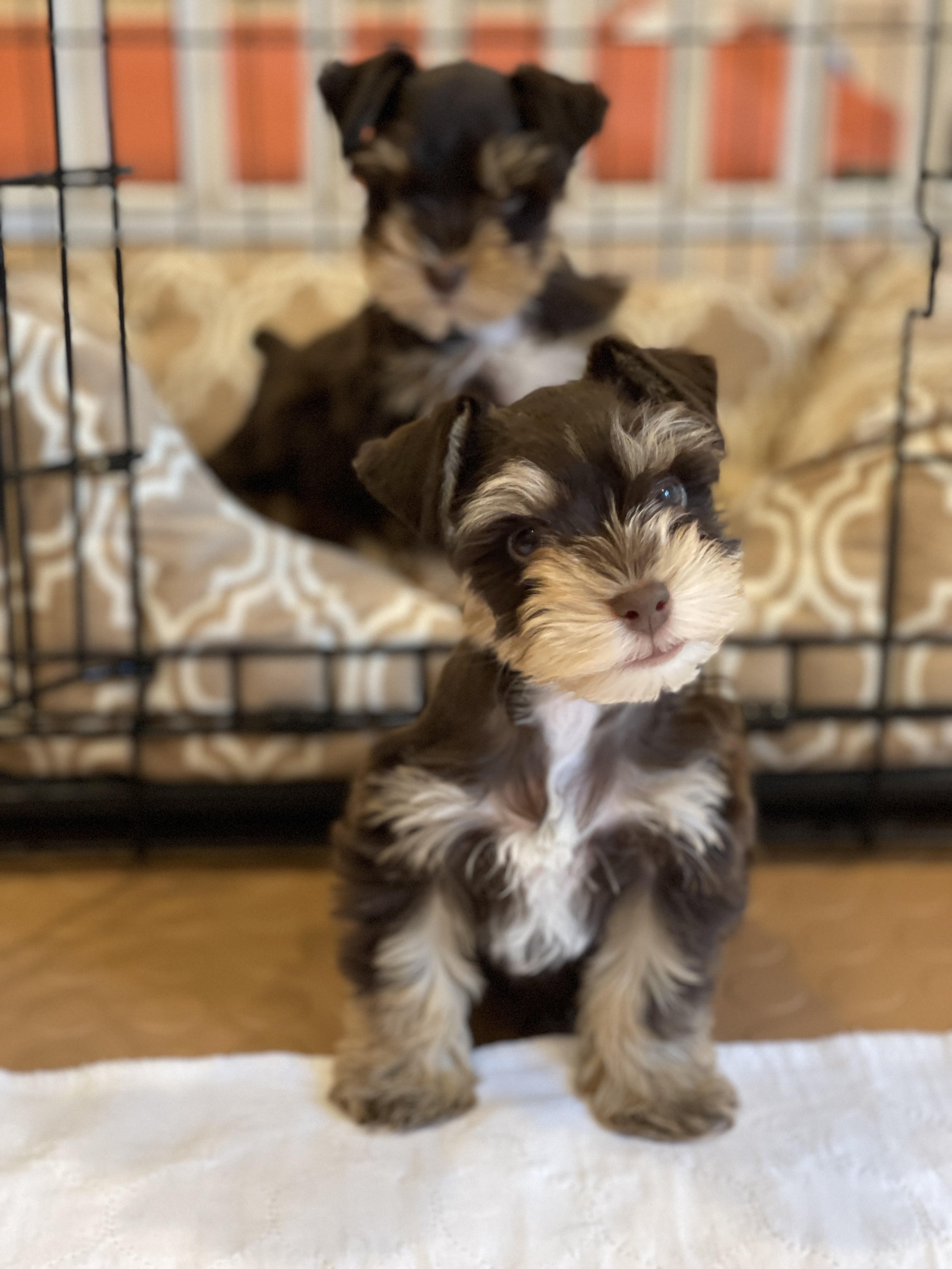 Chocolate Schnauzer Puppy