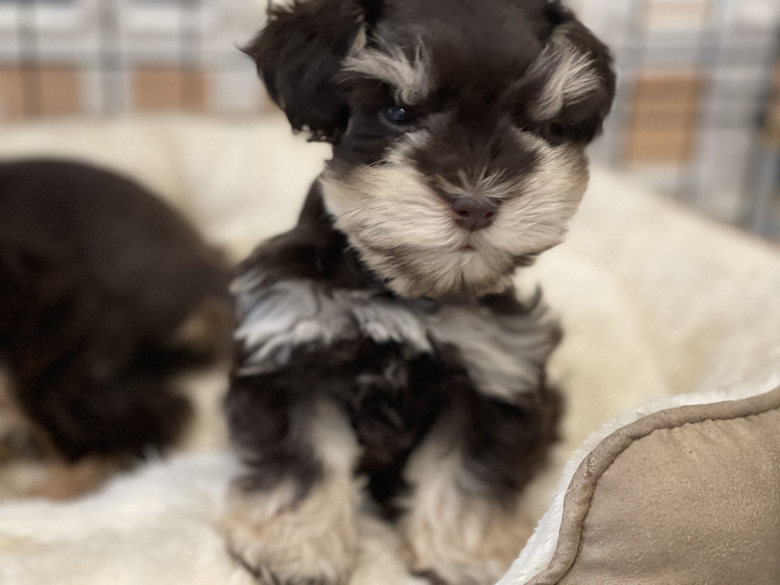 SVCC Schnauzer puppy - chocolate and tan