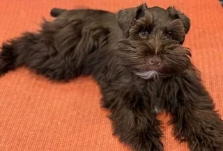 SVCC Chocolate puppy - this is a solid chocolate schnauzer