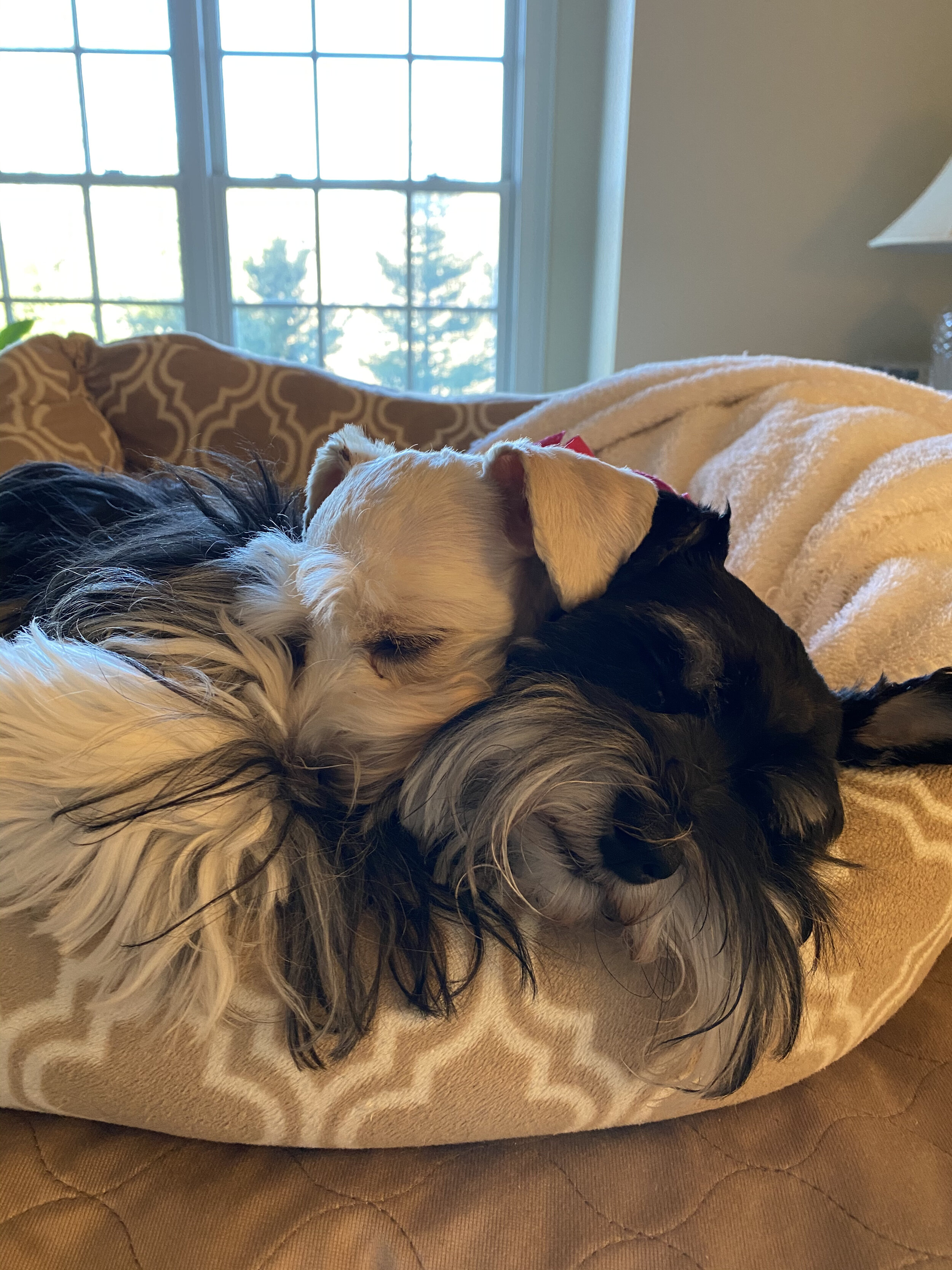 SVCC Schnauzers relaxing