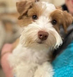 SVCC Red parti schnauzer with a chocolate nose and green eyes