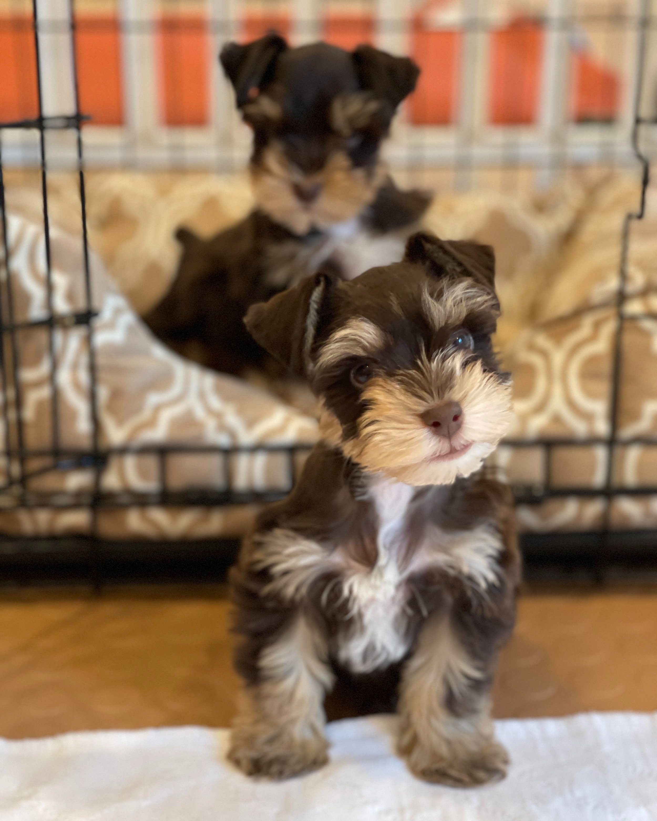 Giant Schnauzer Dog Miniature Schnauzer Adults For Sale Full Grown