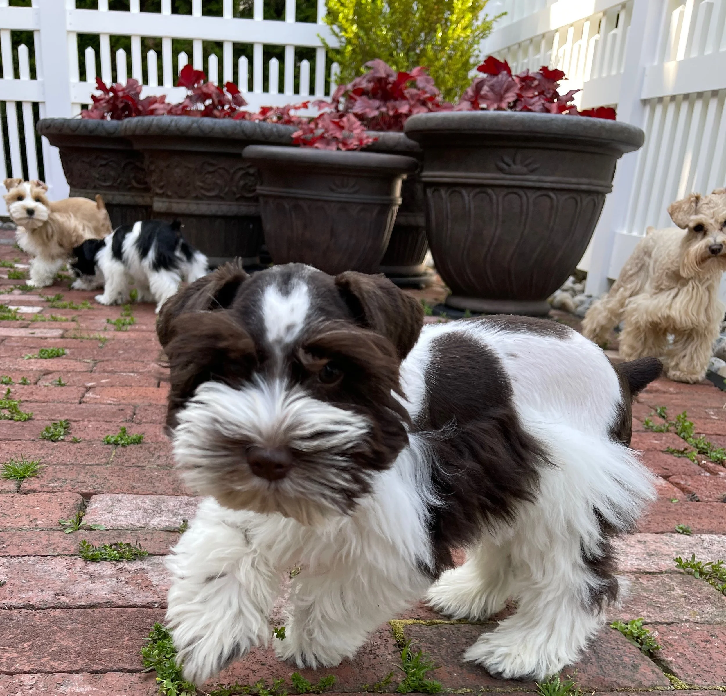 A SVCC chocolate parti puppy playing