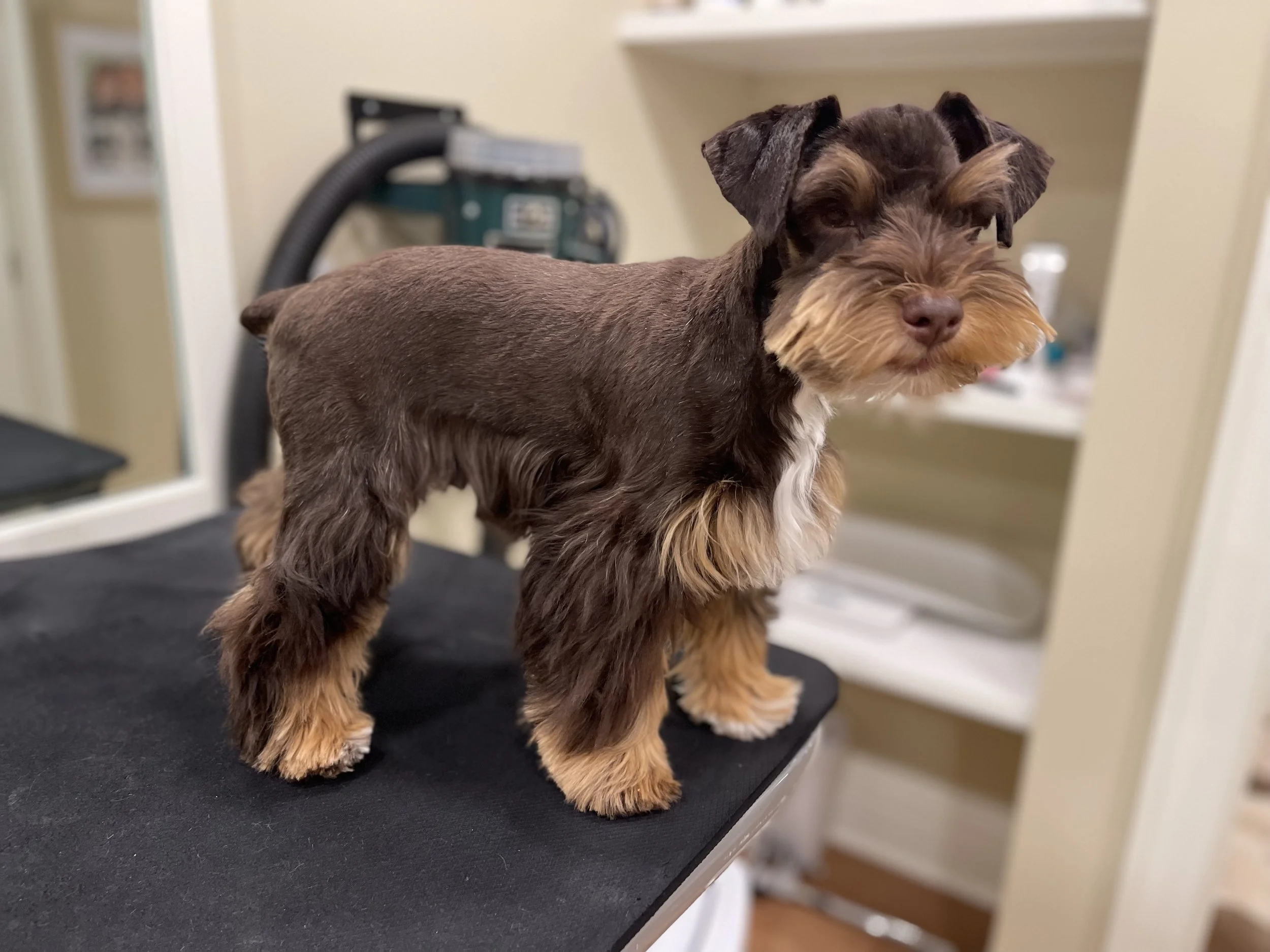 SVCC Chocolate Schnauzer - chocolate and red 