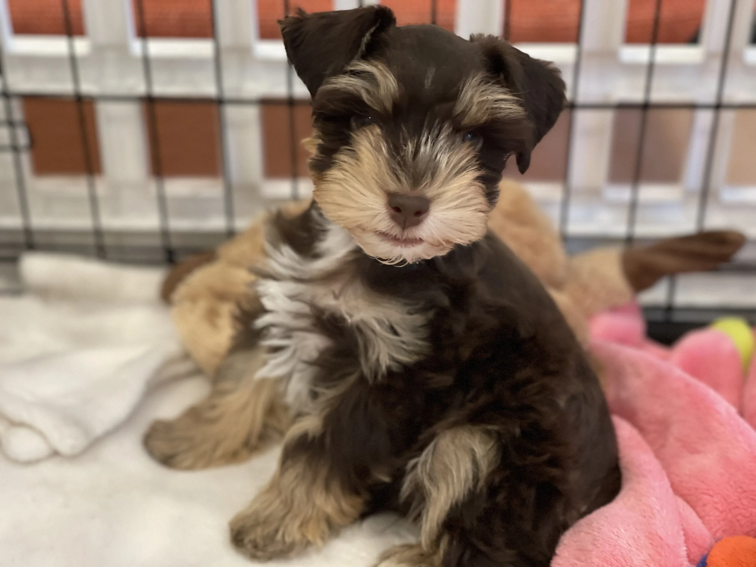SVCC Schnauzer chocolate and red puppy