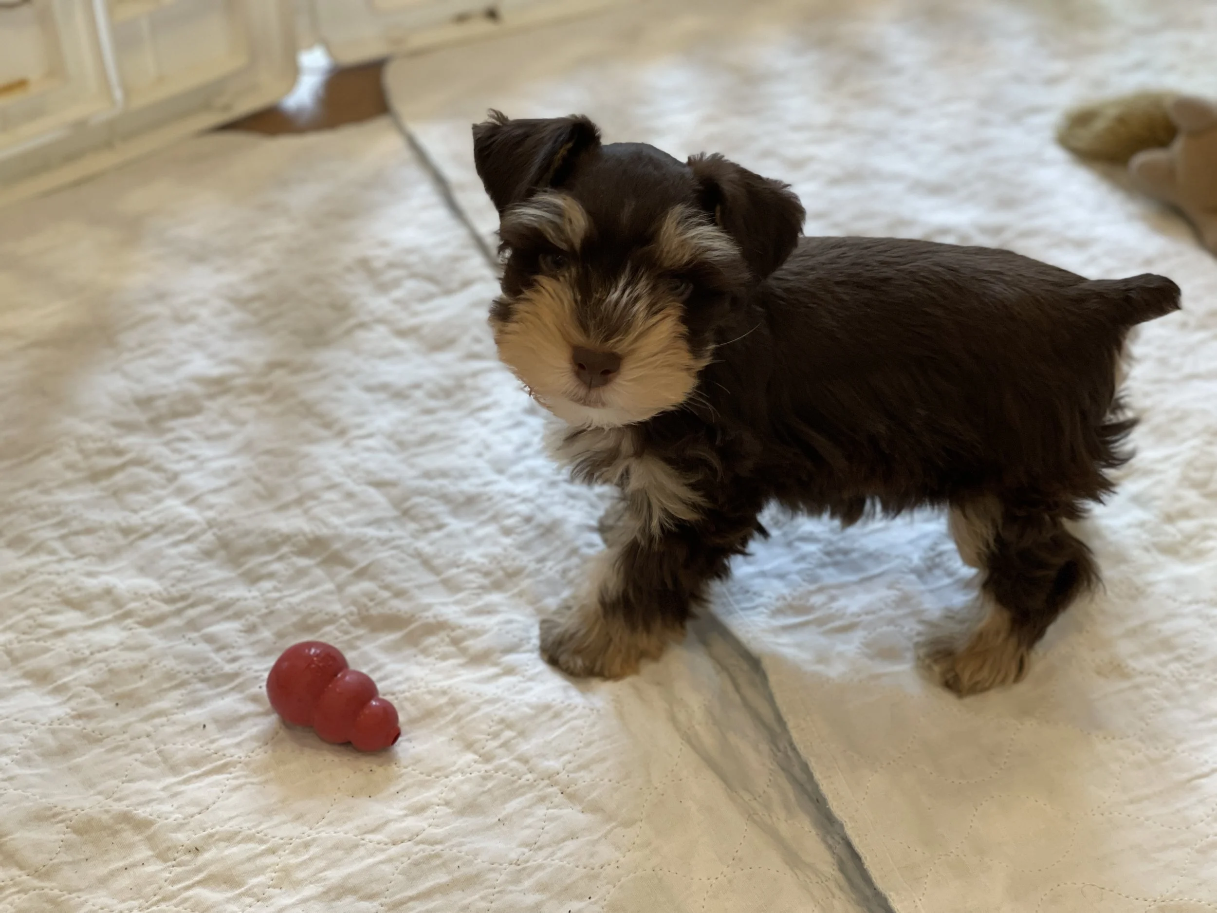 SVCC schnauzer puppy playing