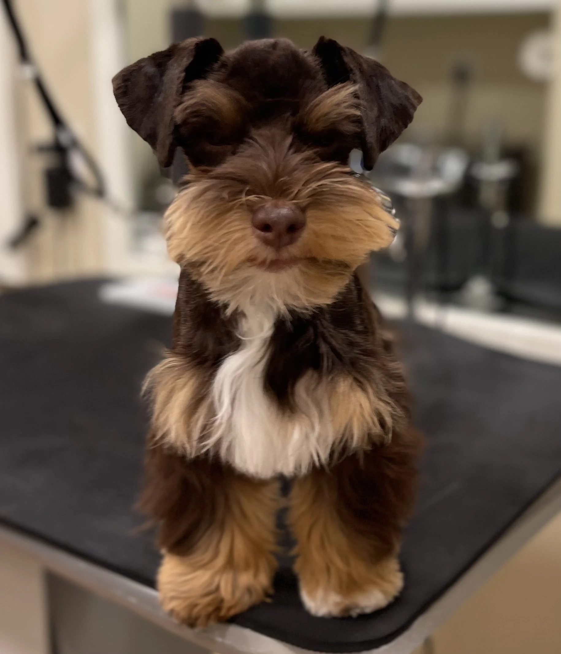A very handsome SVCC Chocolate and red puppy named "Truffles."
