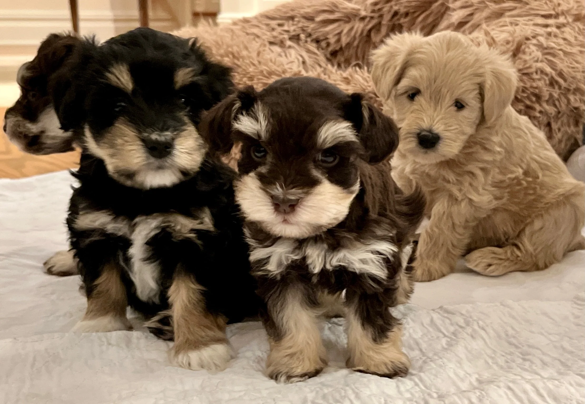 SVCC Schnauzer puppies are adorable and cuddly