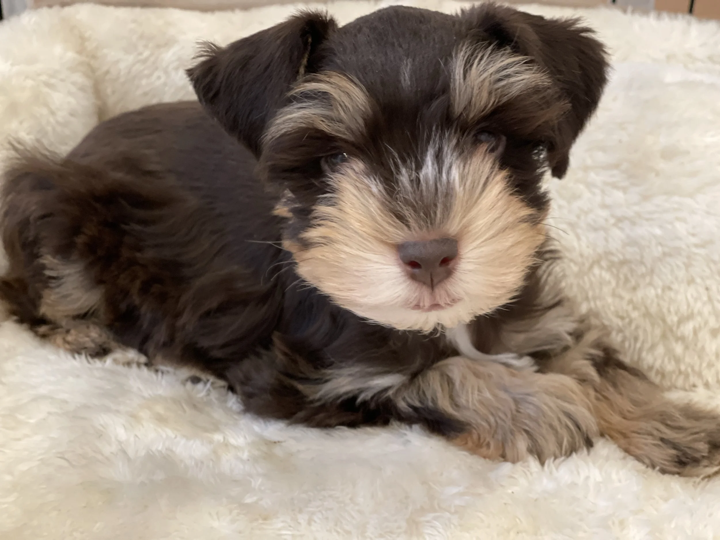 SVCC Schnauzer chocolate and tan puppy