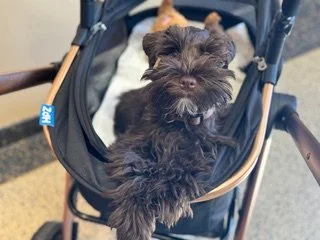 SVCC Schnauzer puppies in a stroller