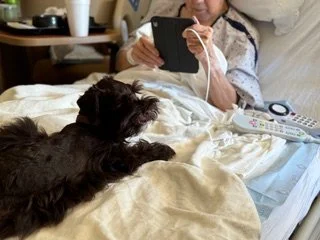 SVCC Schnauzers can be great therapy dogs