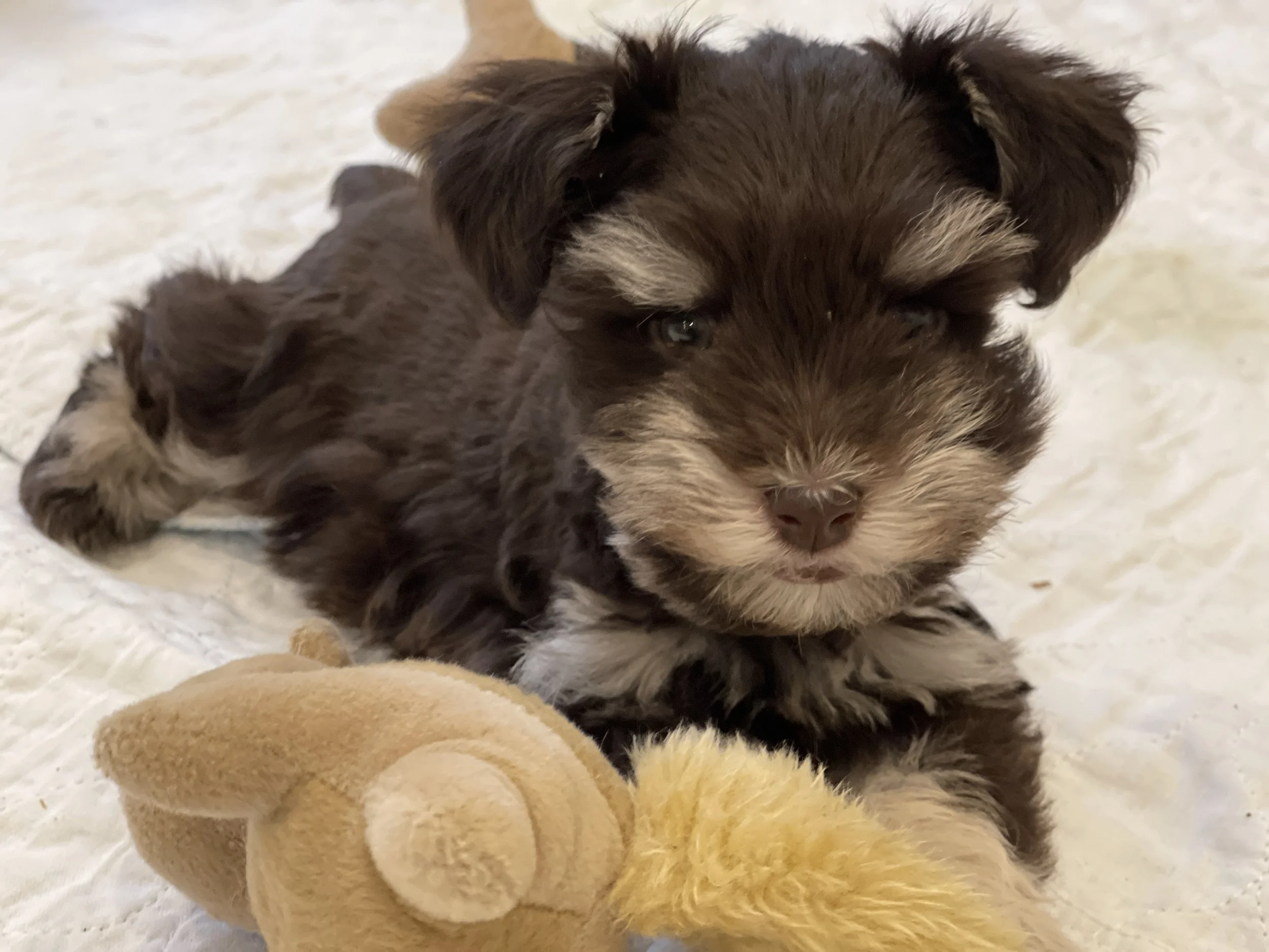 SVCC Schnauzers has adorable chocolate puppies