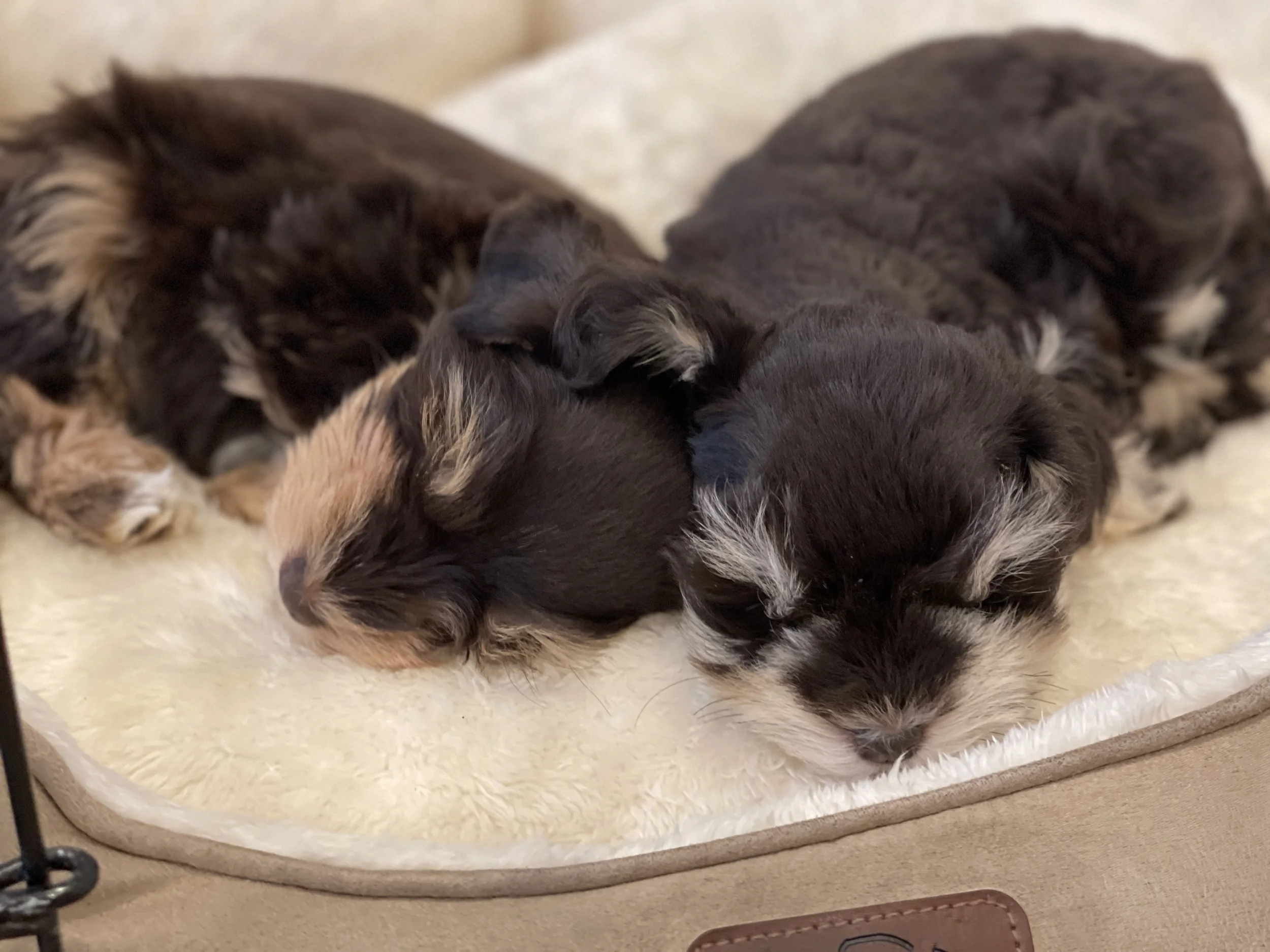 SVCC Schnauzers chocolate puppies sleeping